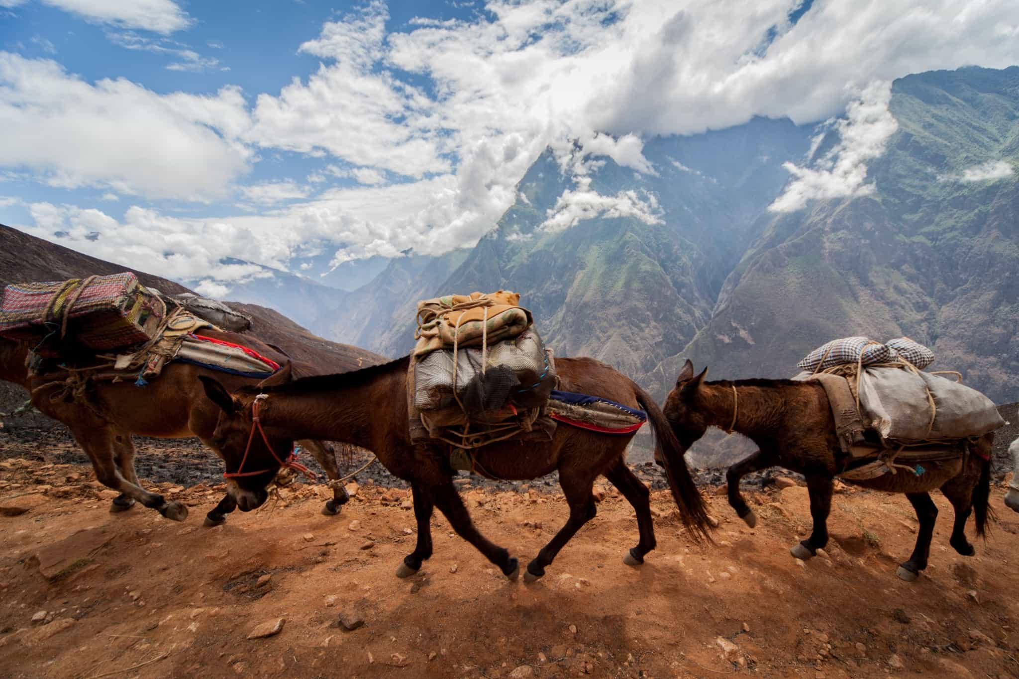 Choquequirao Mules, Peru