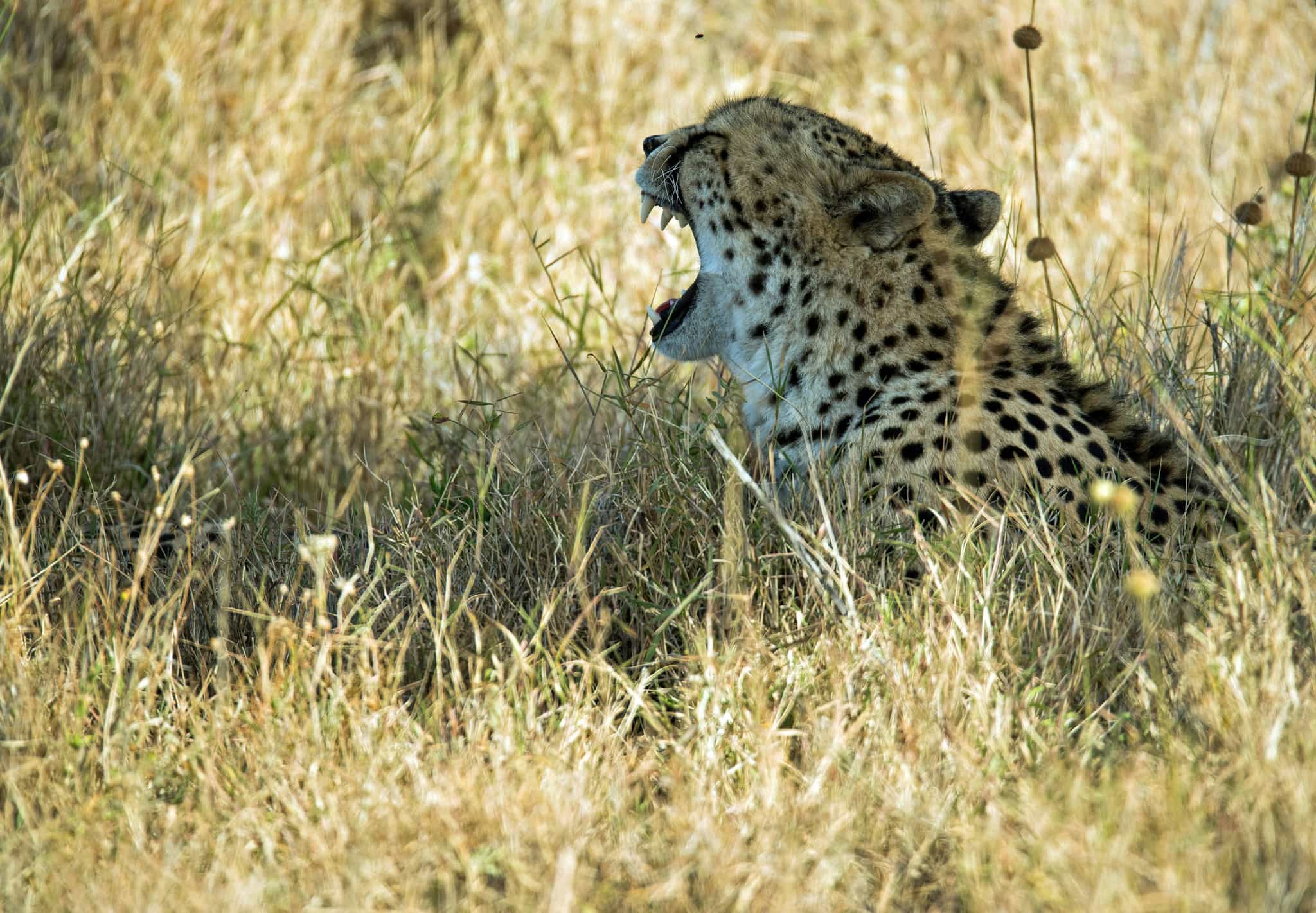 Ol Pejeta Conservancy, Kenya. Photo: Unsplash: https://unsplash.com/photos/brown-and-black-cheetah-ze0Q0euLoF8