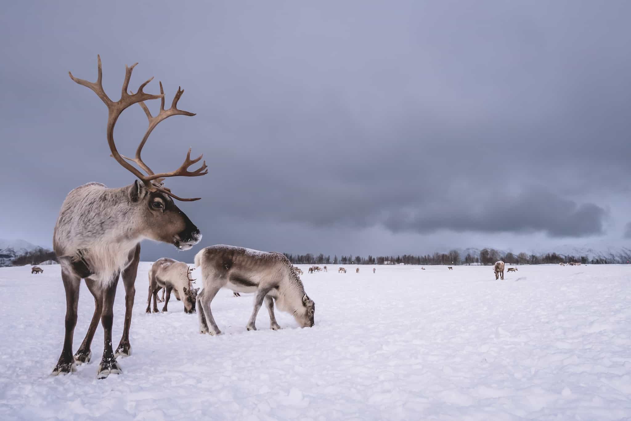 Reindeer on Finnmarksvidda plateau, Norway Photo: iStock-1146303235