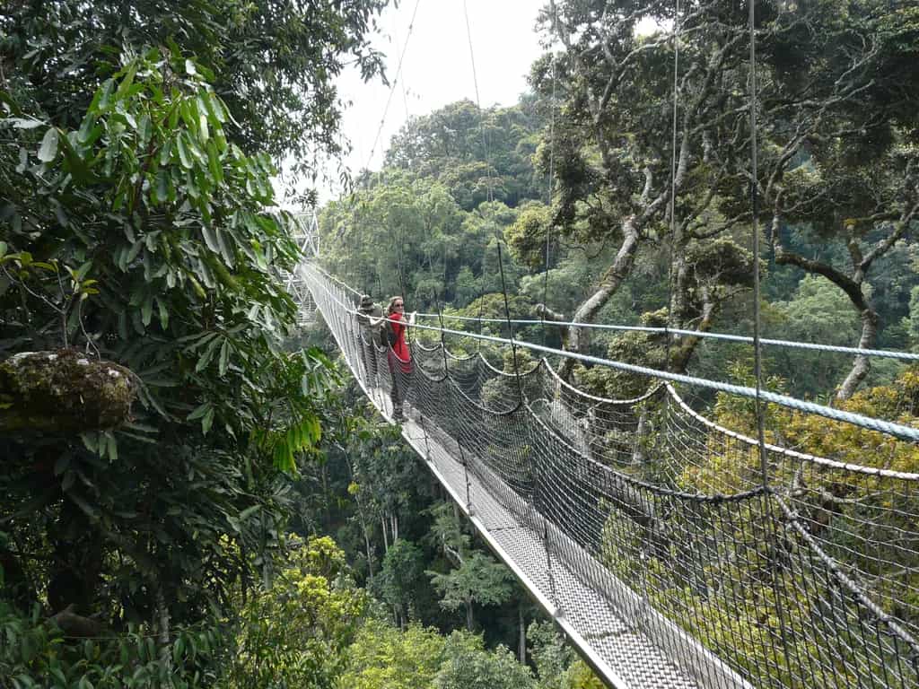 Canopy Walkway, Rwanda