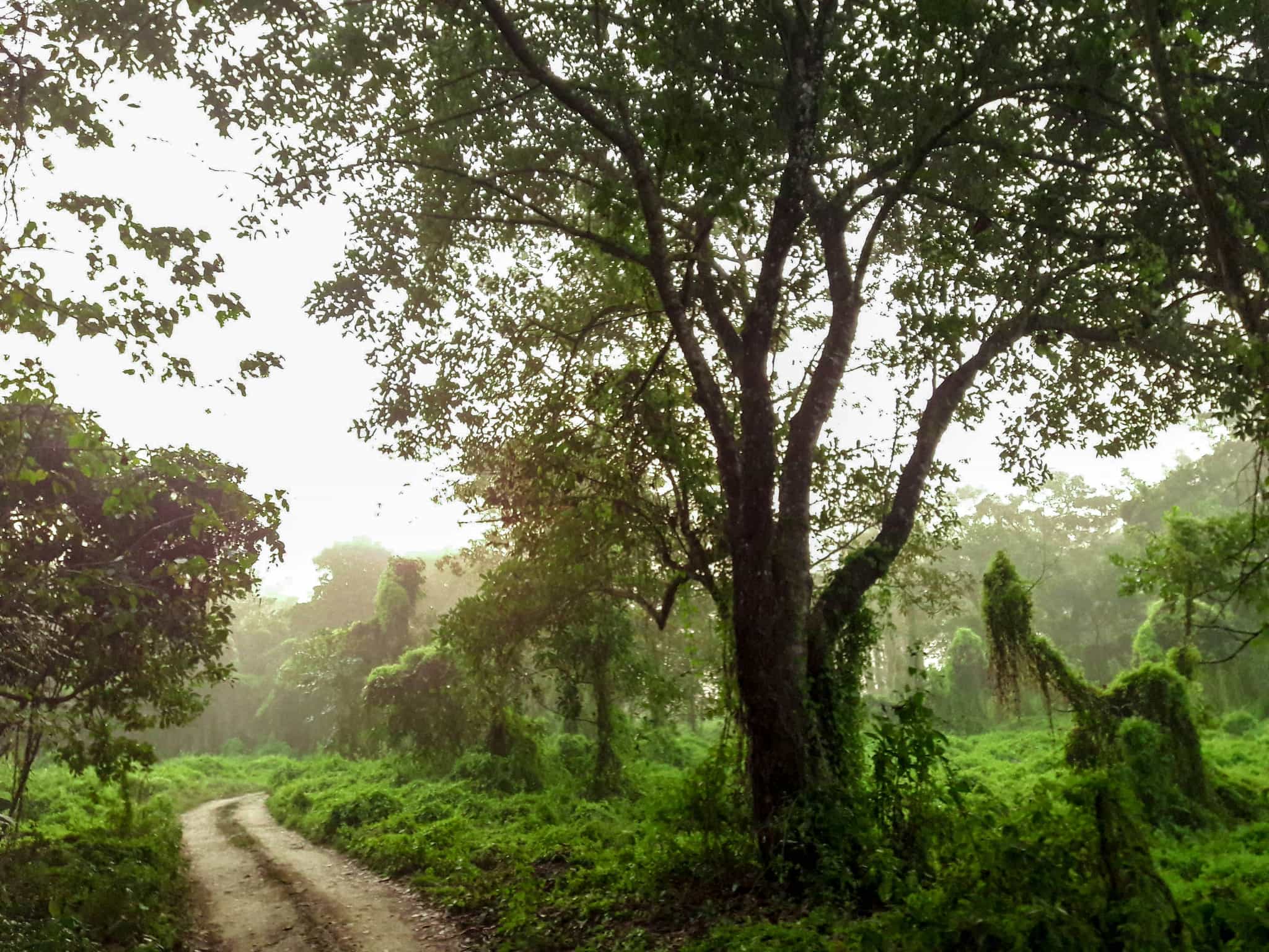 Chitwan jungle, Nepal