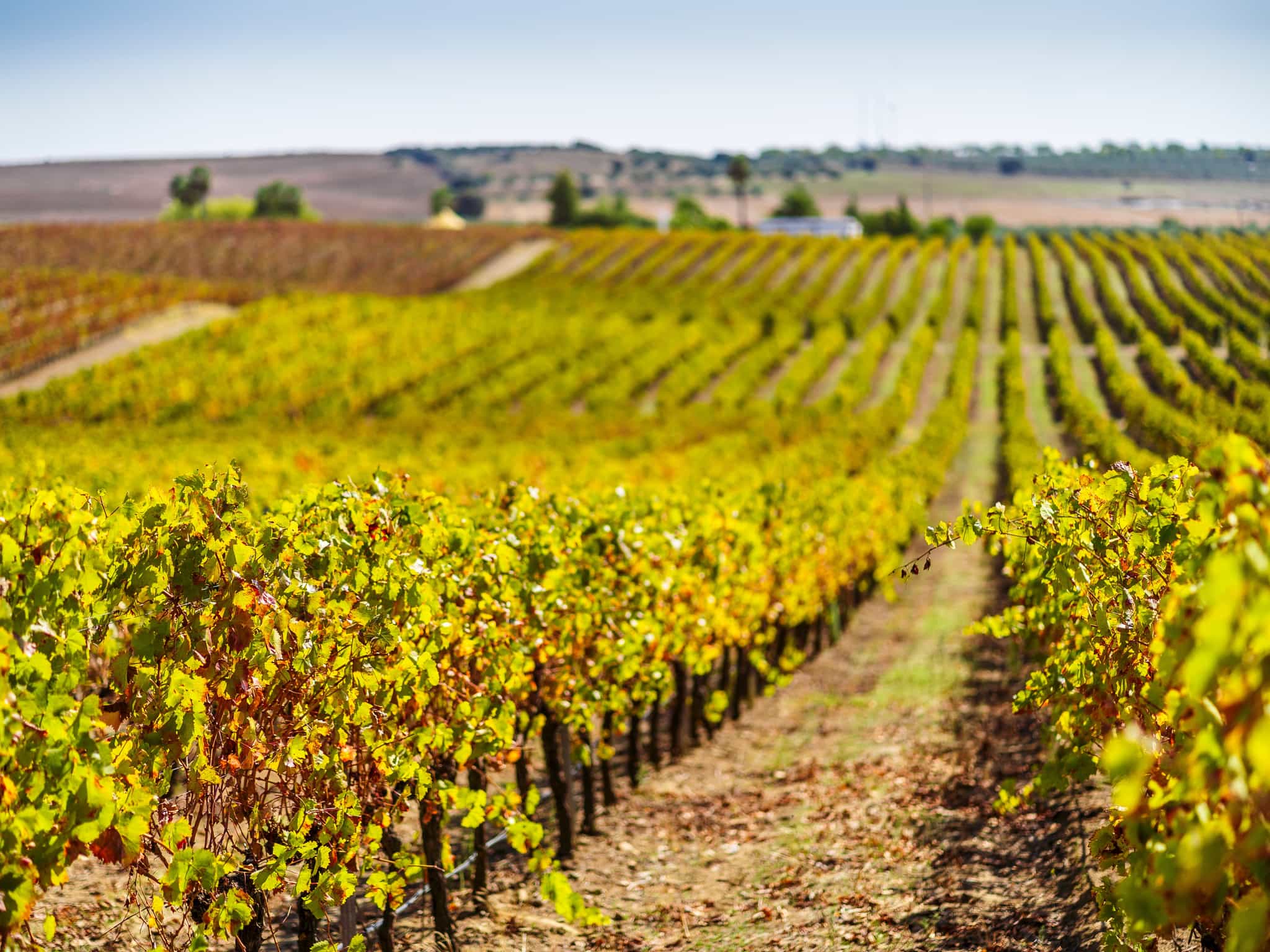 Vineyard Alentejo shutterstock 1909414420