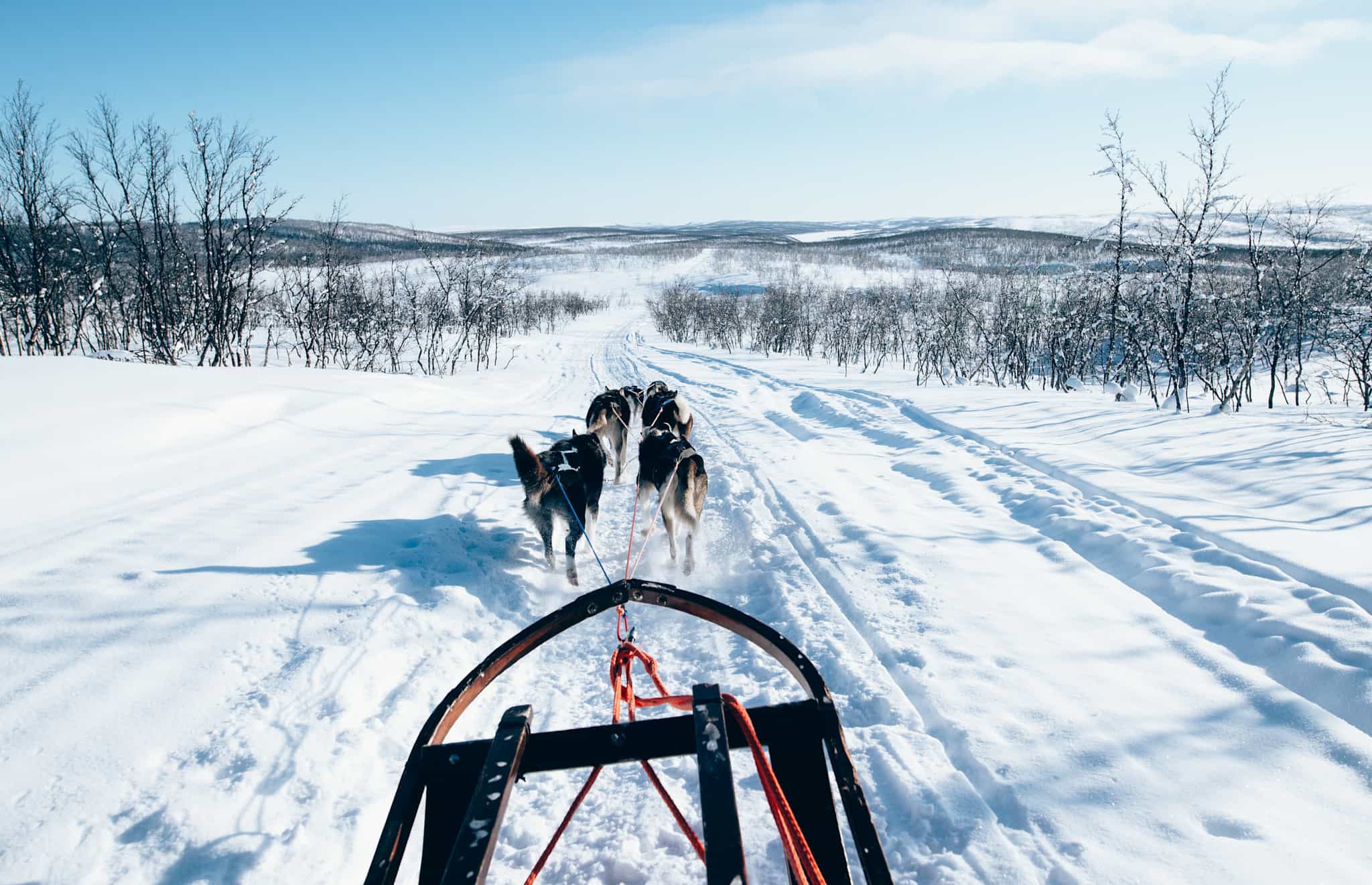 Husky dogs, Norway