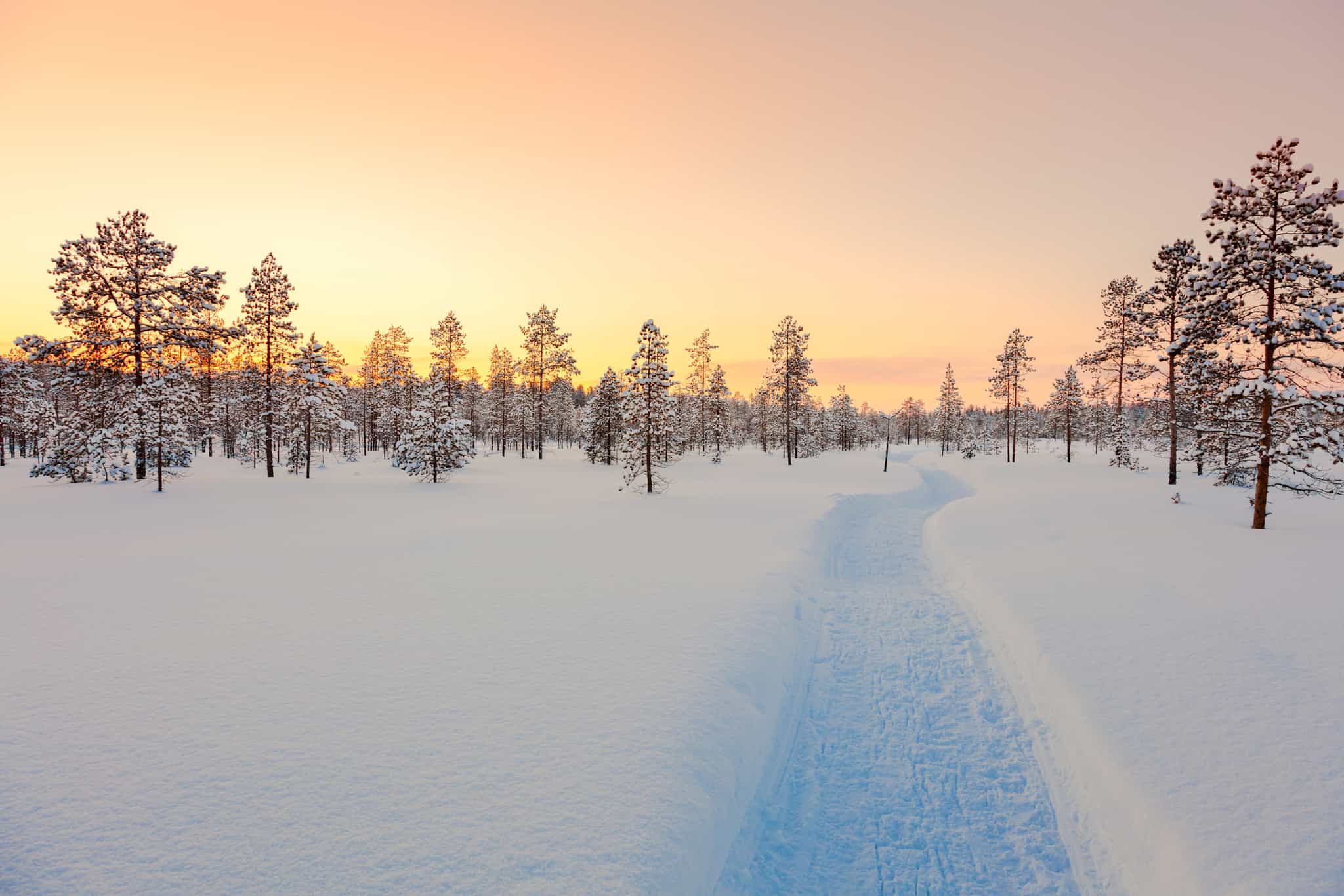 View of snowy landscape in Lapland with pine trees at sunset.