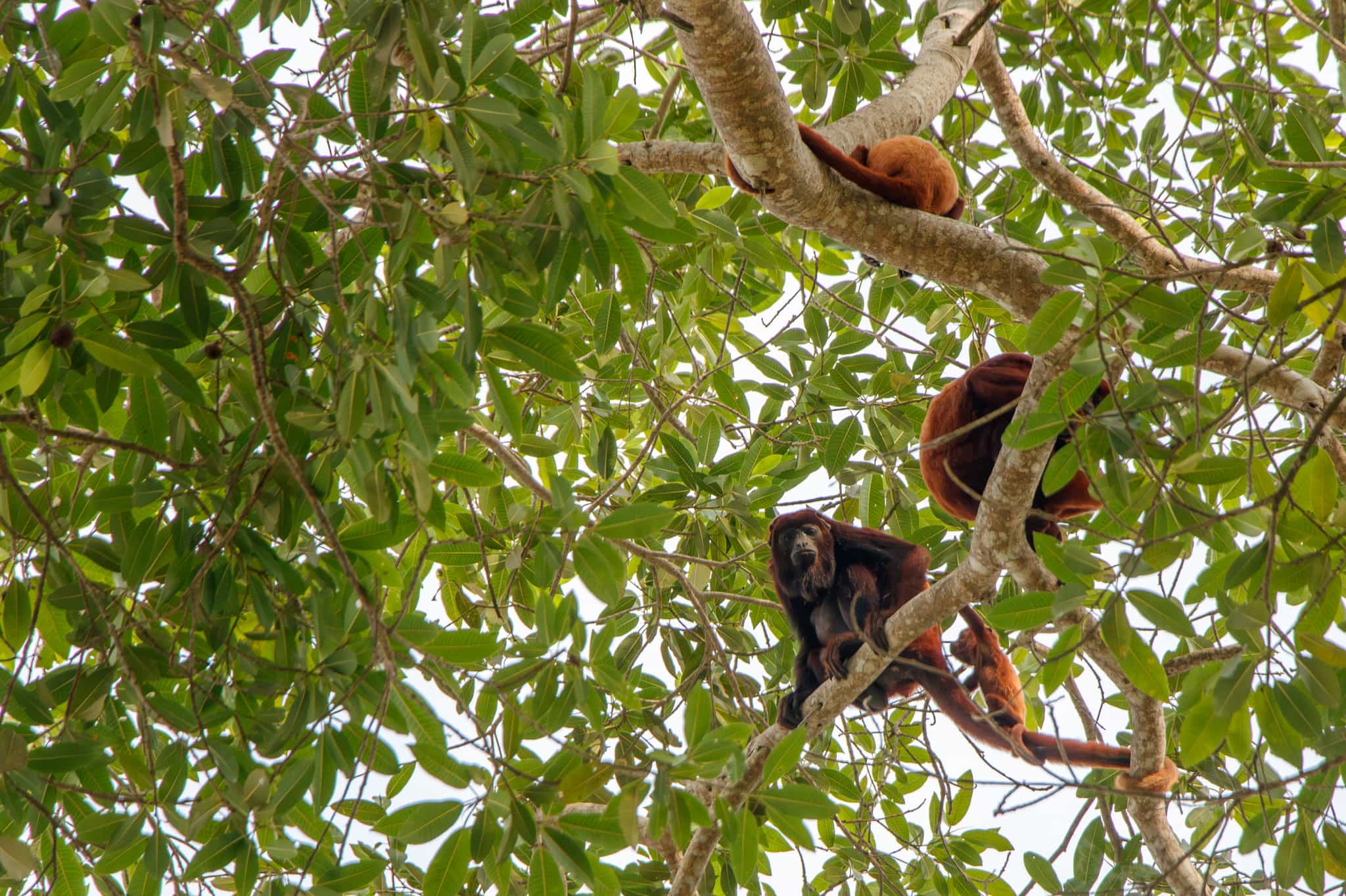 Monkey Caribbean Colombia, Photo: host Kagumu