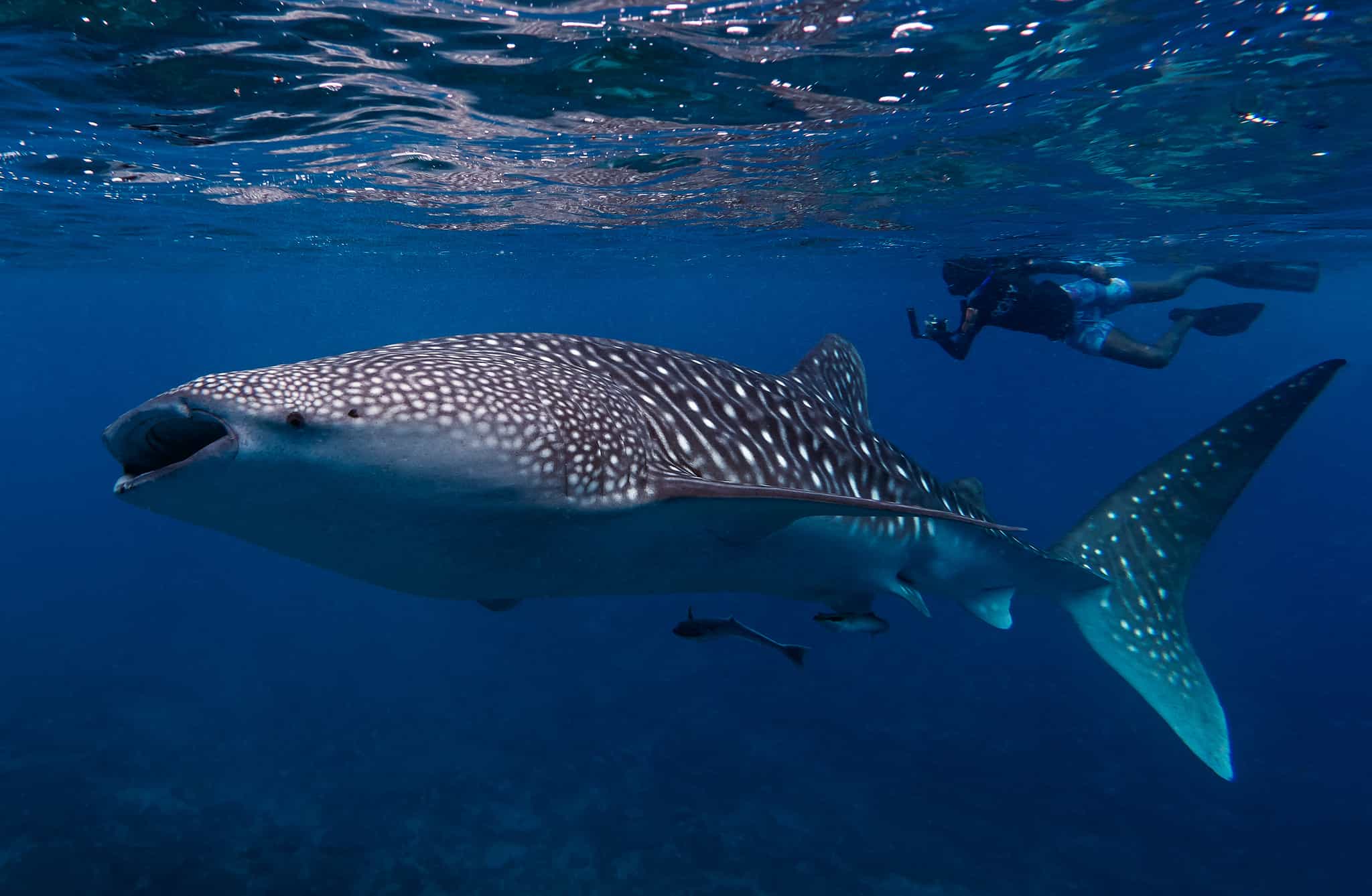 Snorkelling with whale sharks, Secret Paradise