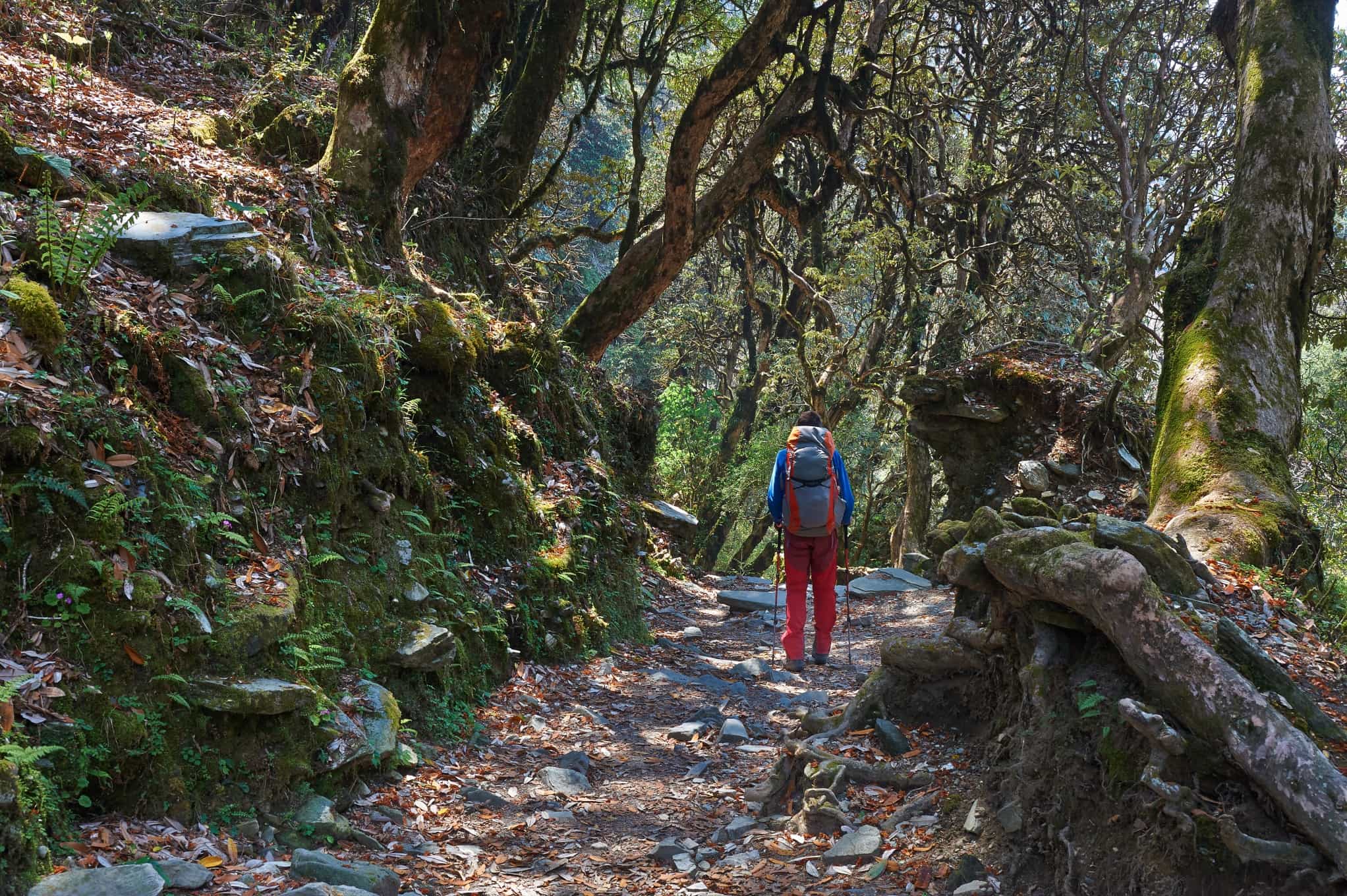 Jungle trekking in Nepal