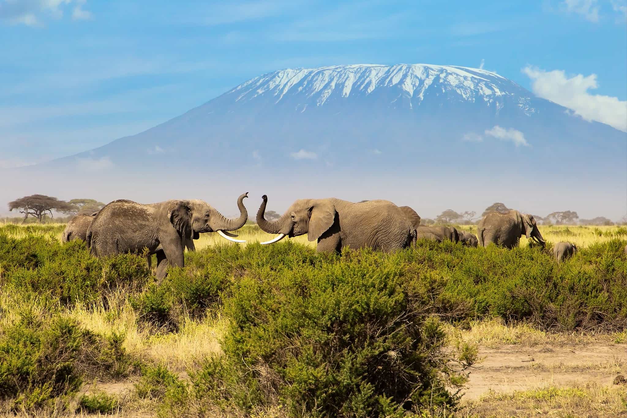 Elephants in front of Kilimanjaro. Photo: GettyImages-1641654485