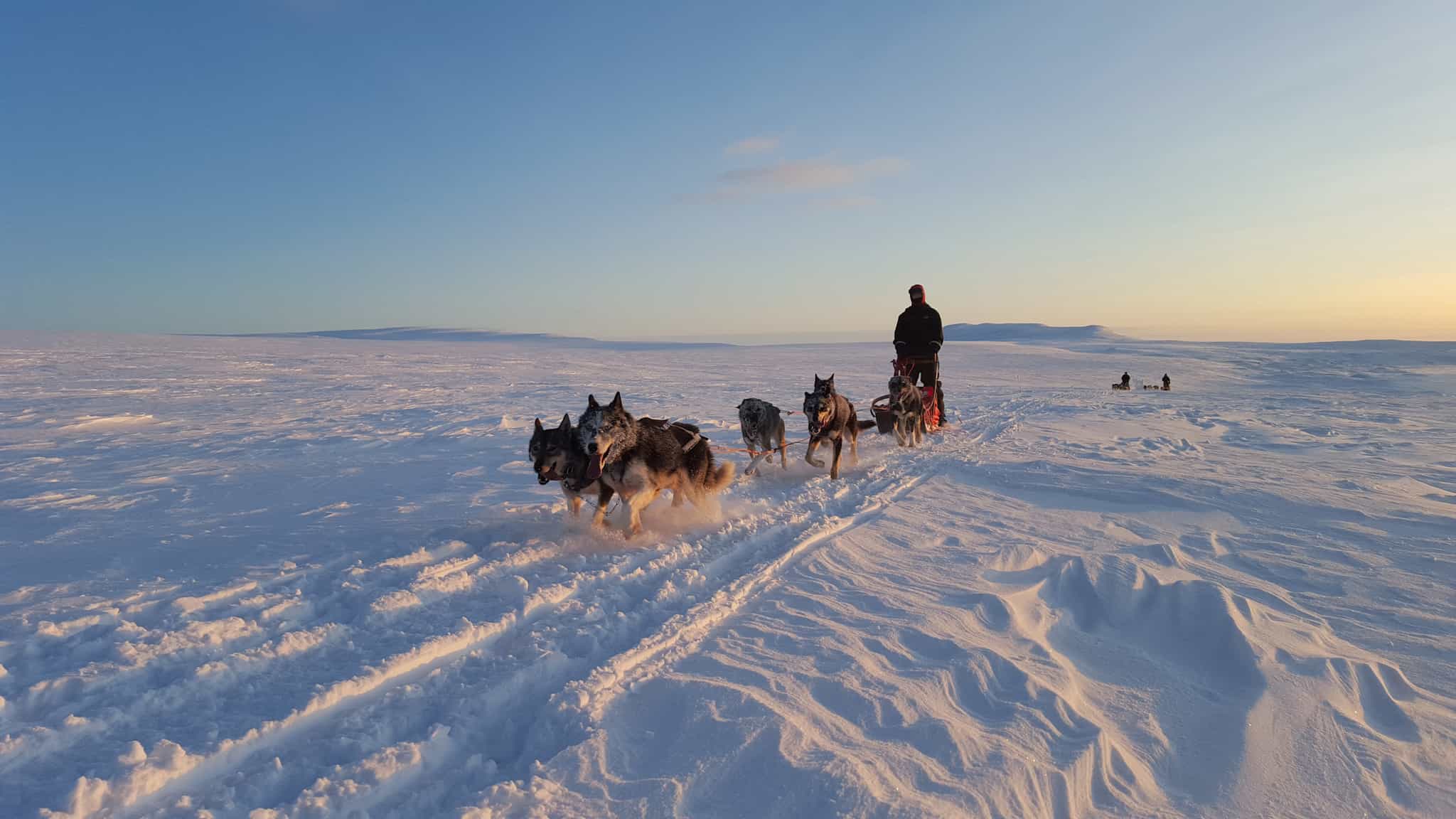 Dog sledding, Norway