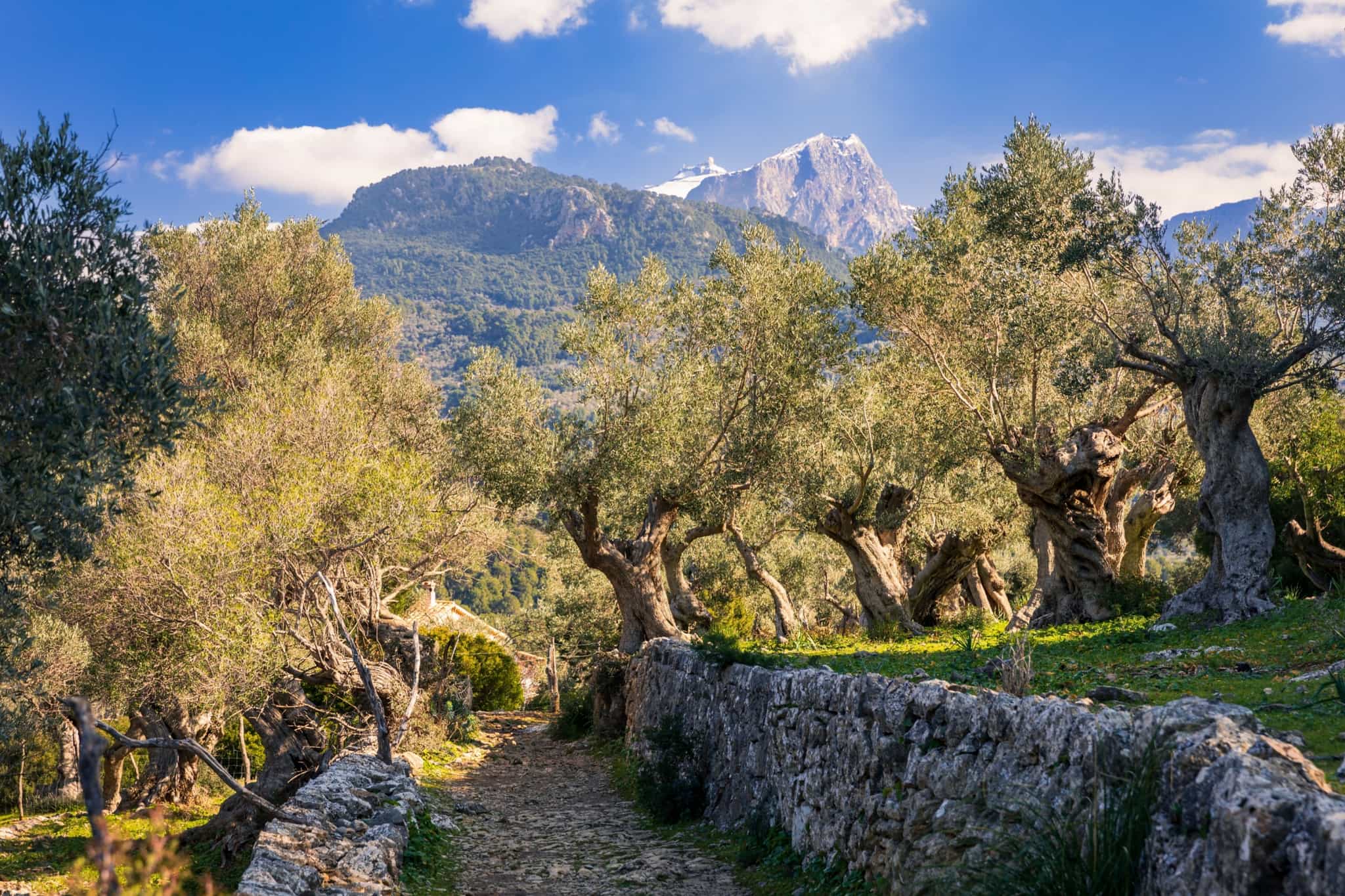 GR221, Mallorca, Spain. Photo: Shutterstock_2281161809