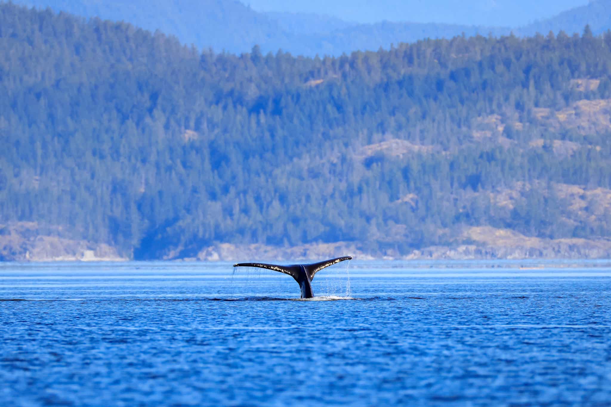 Humpback Whale, Vancouver Island, Canada. Photo: GettyImages-2177893191