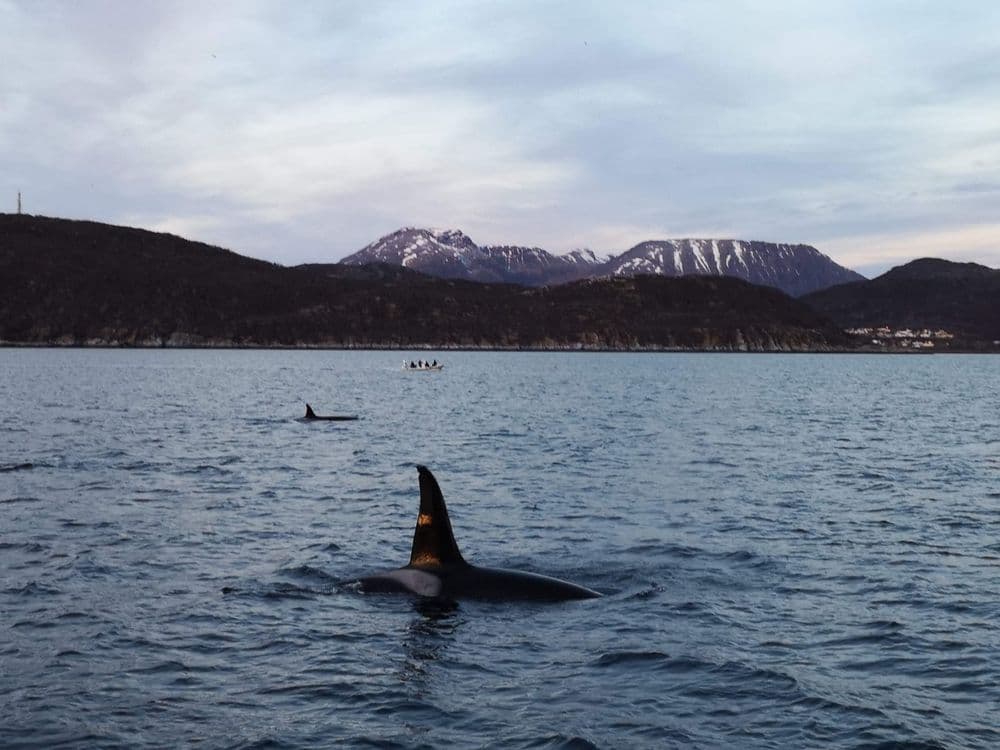 Two whales and a kayak taken from a boat in Norway. Photo by Nickie. Please do not use outside the body and marketing of this article.