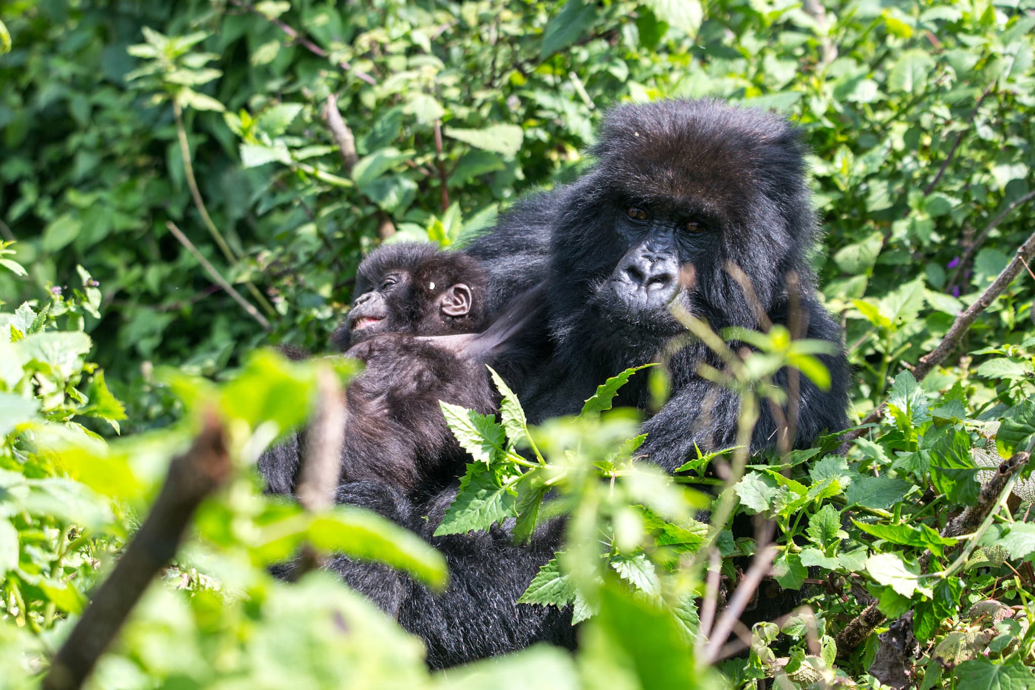 Wildlife Adventure in Rwanda