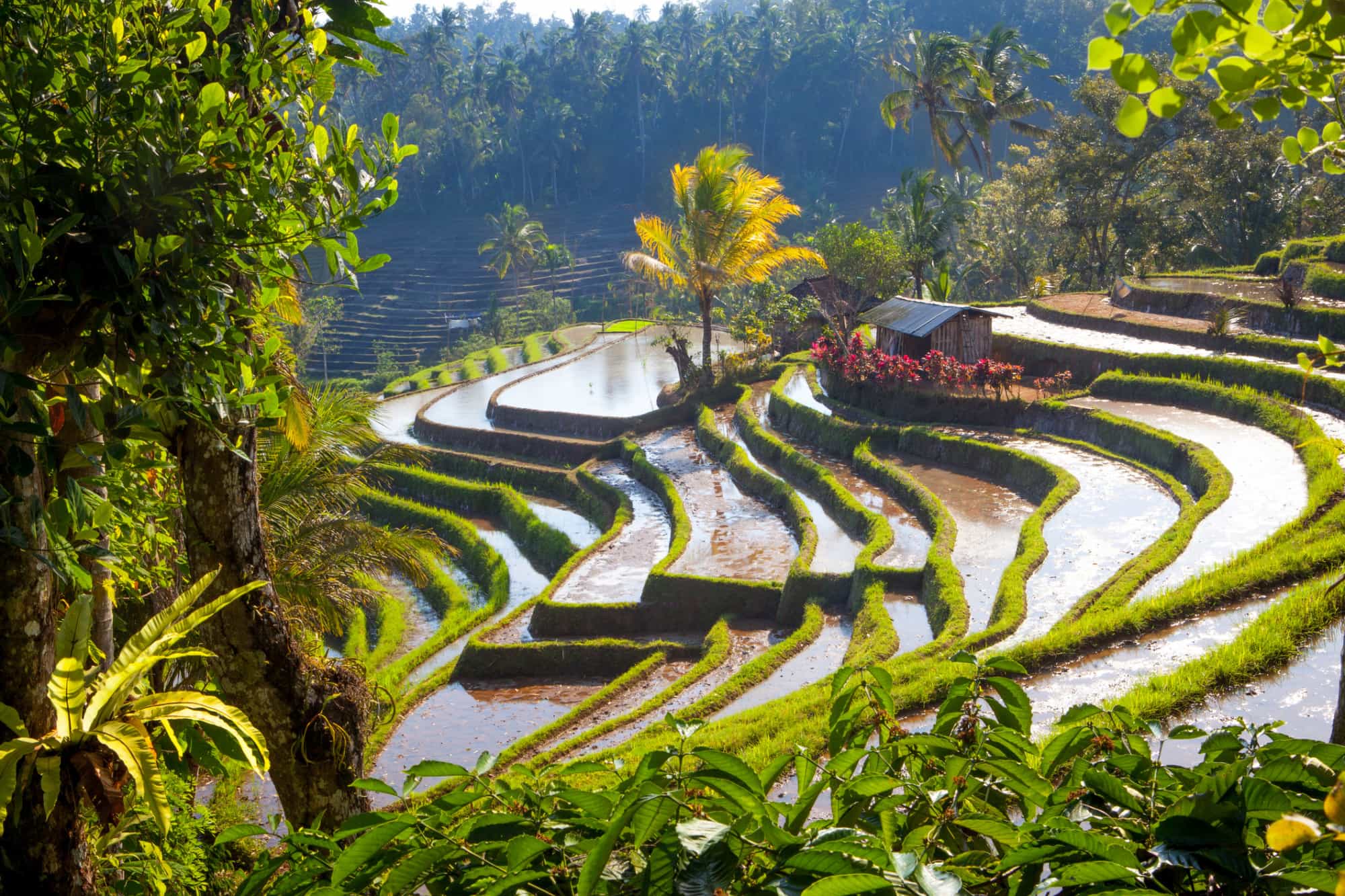 Rice paddies in the interior of Bali Island, Indonesia. Photo: GettyImages-1411604291
