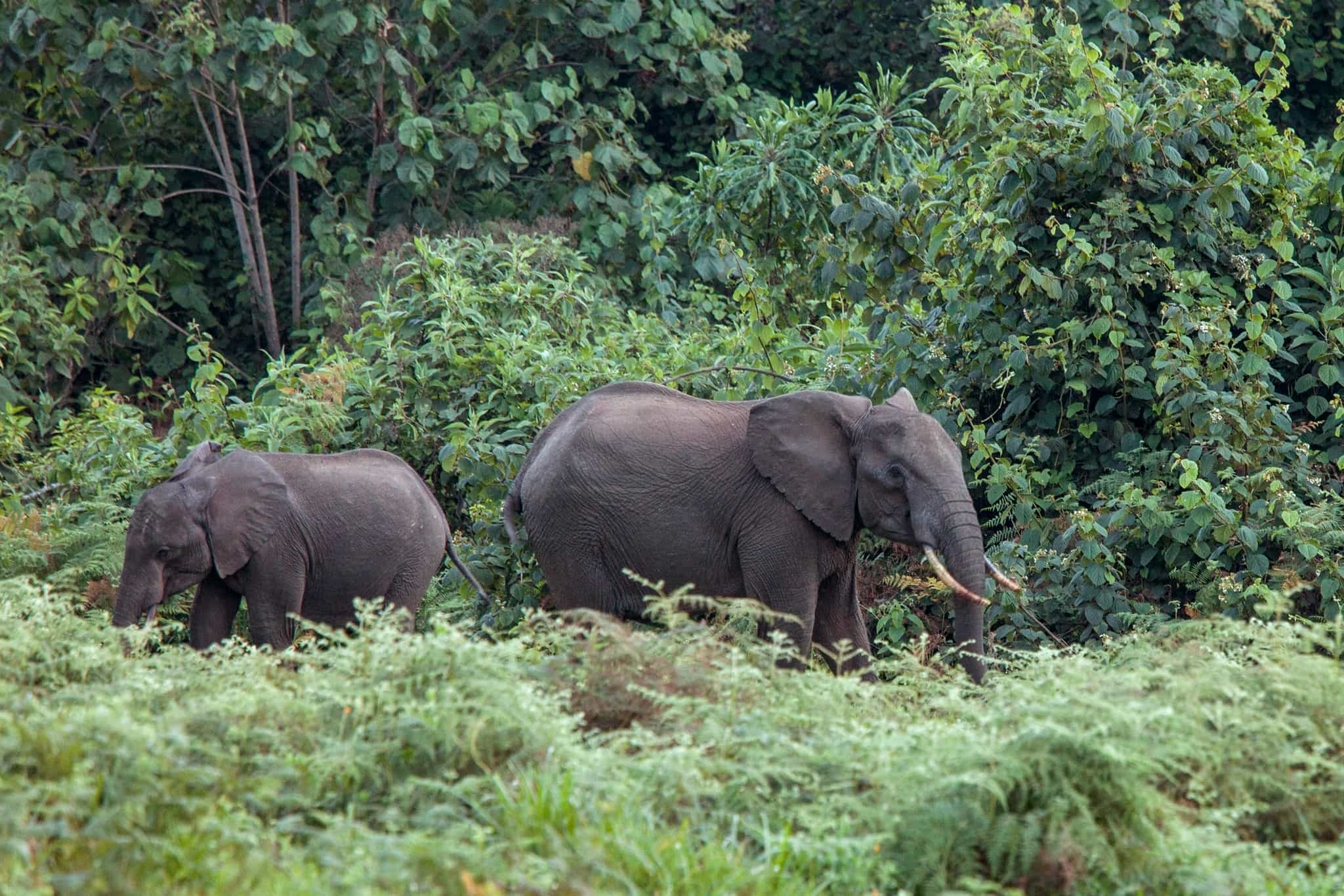 Elephants, Mount Kenya.