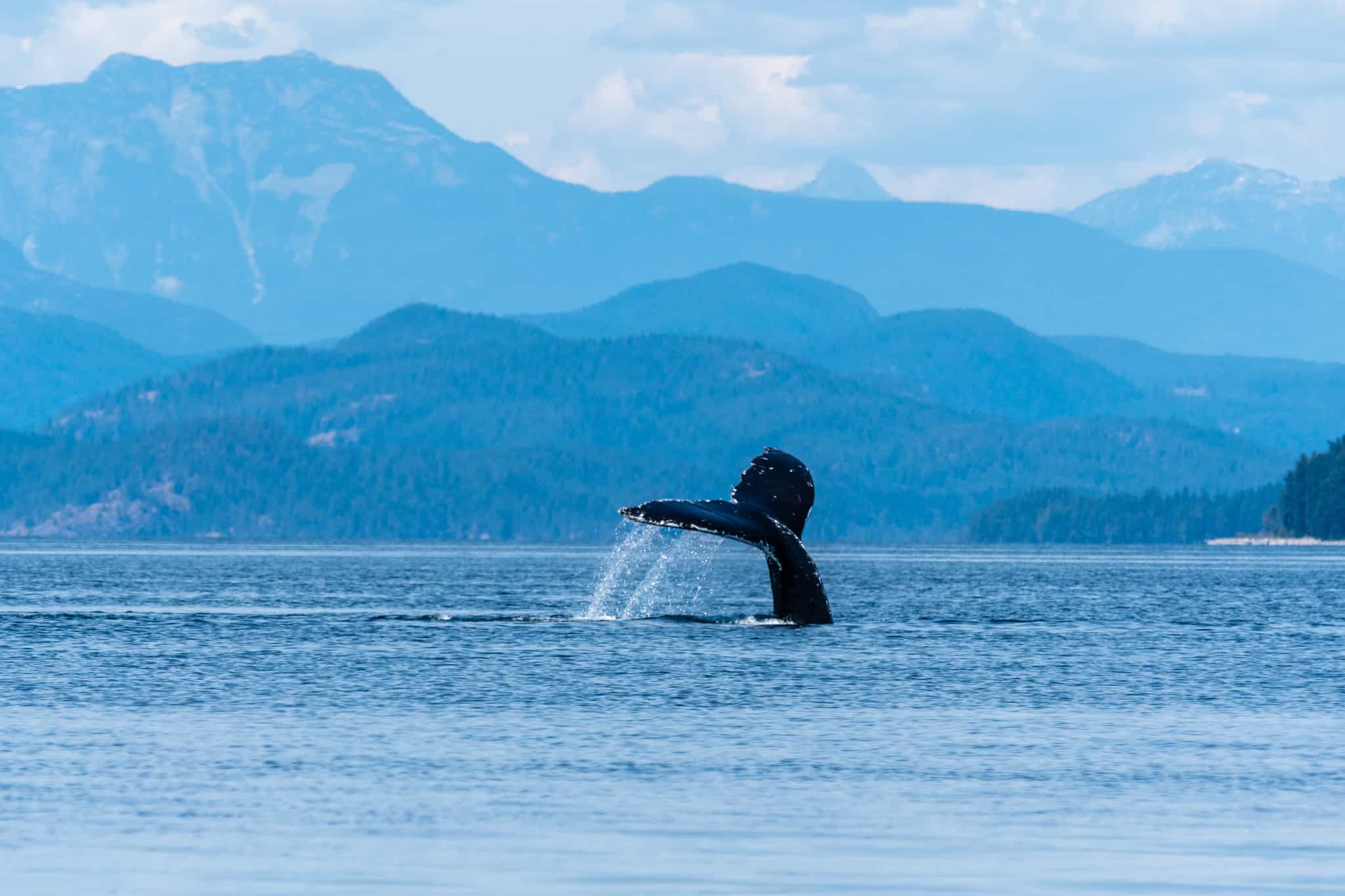 Humpback Whale, Vancouver Island, Canada. Photo: GettyImages-2158908535