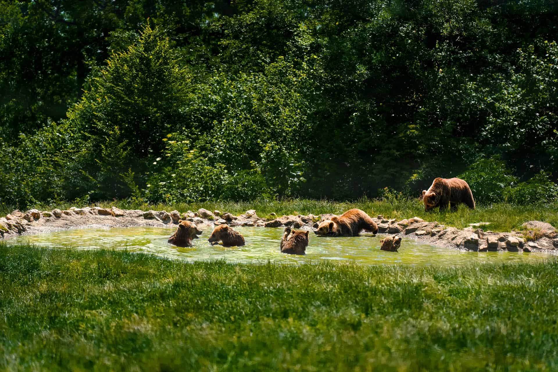 A group of bears bathe in the water, surrounded by grass and woods