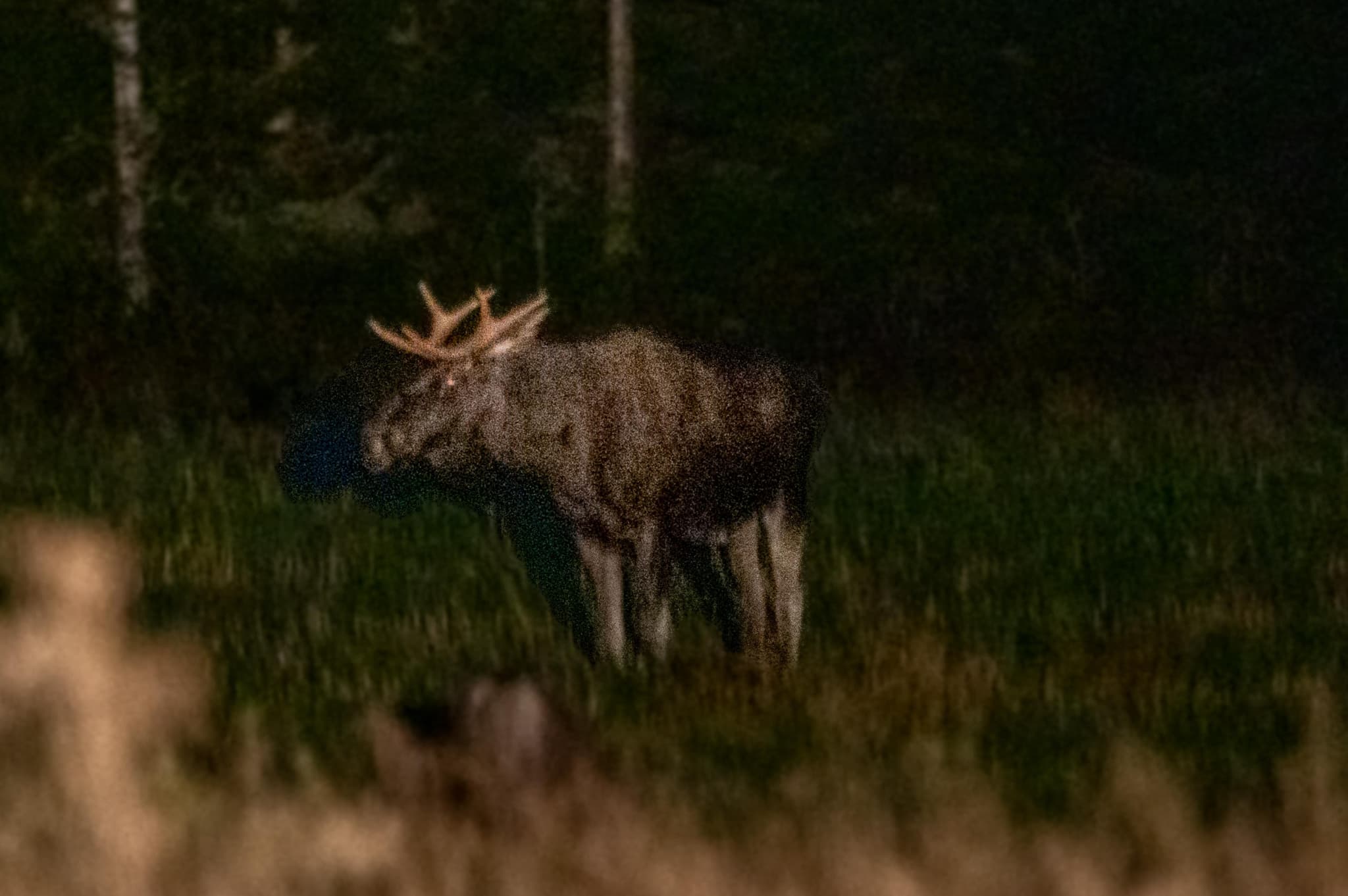 A moose a night in Sweden.