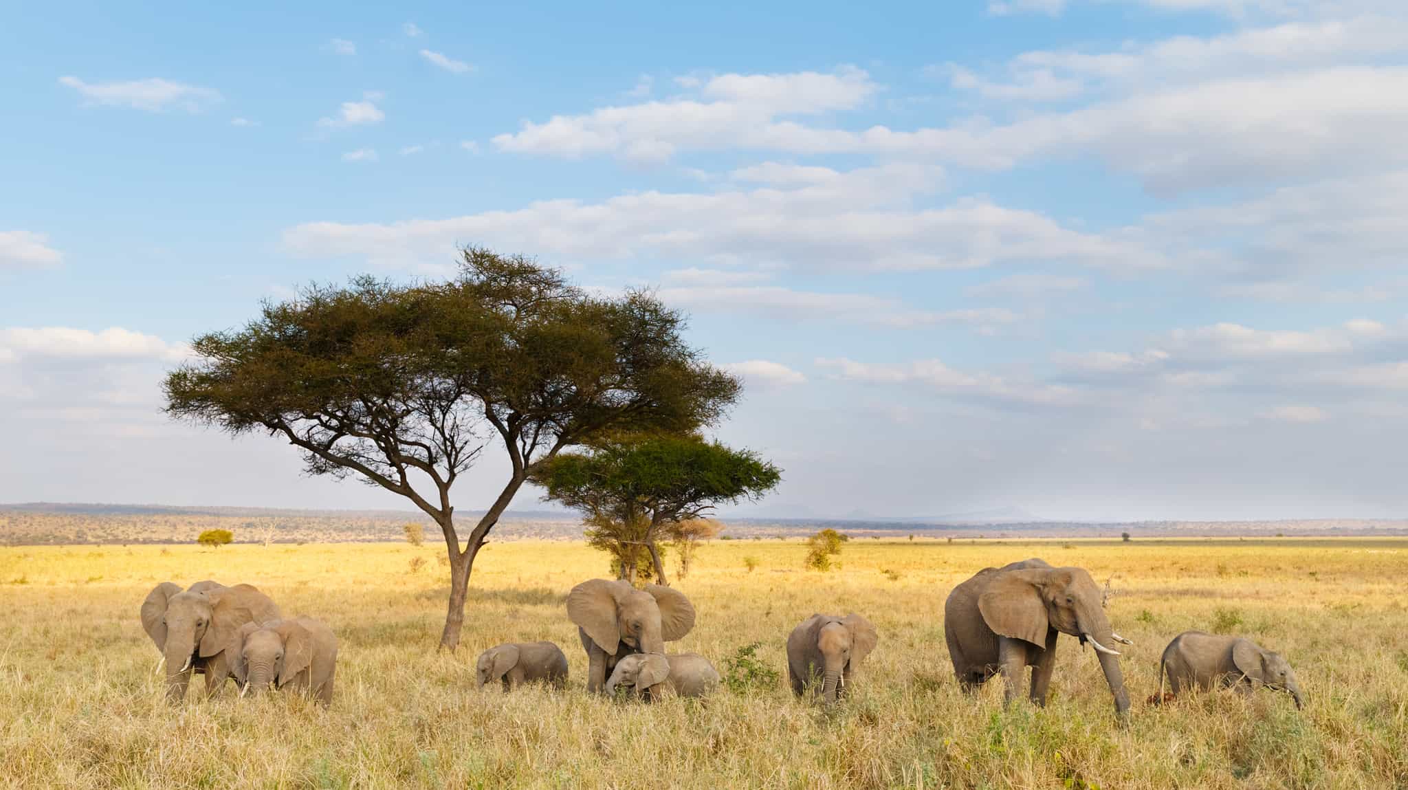 Elephants in the Tarangire National Park, Tanzania. Photo: GettyImages-614316728