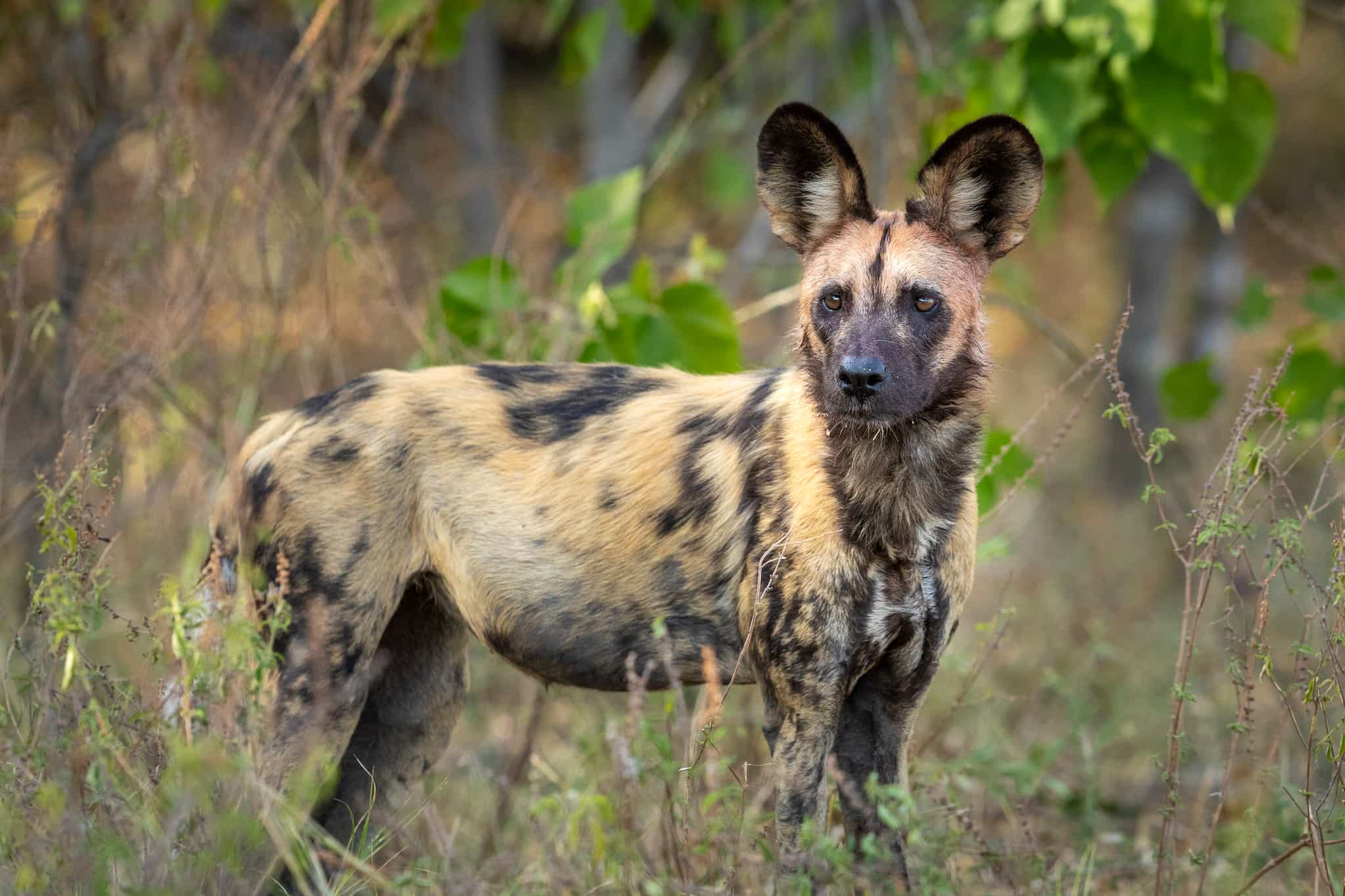 African Wild Dog, Botswana