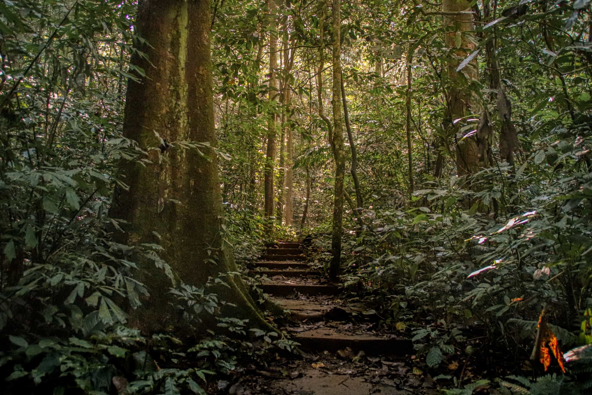 The forest of Cuc Phoung National Park, Ninh Bihn, Vietnam.
