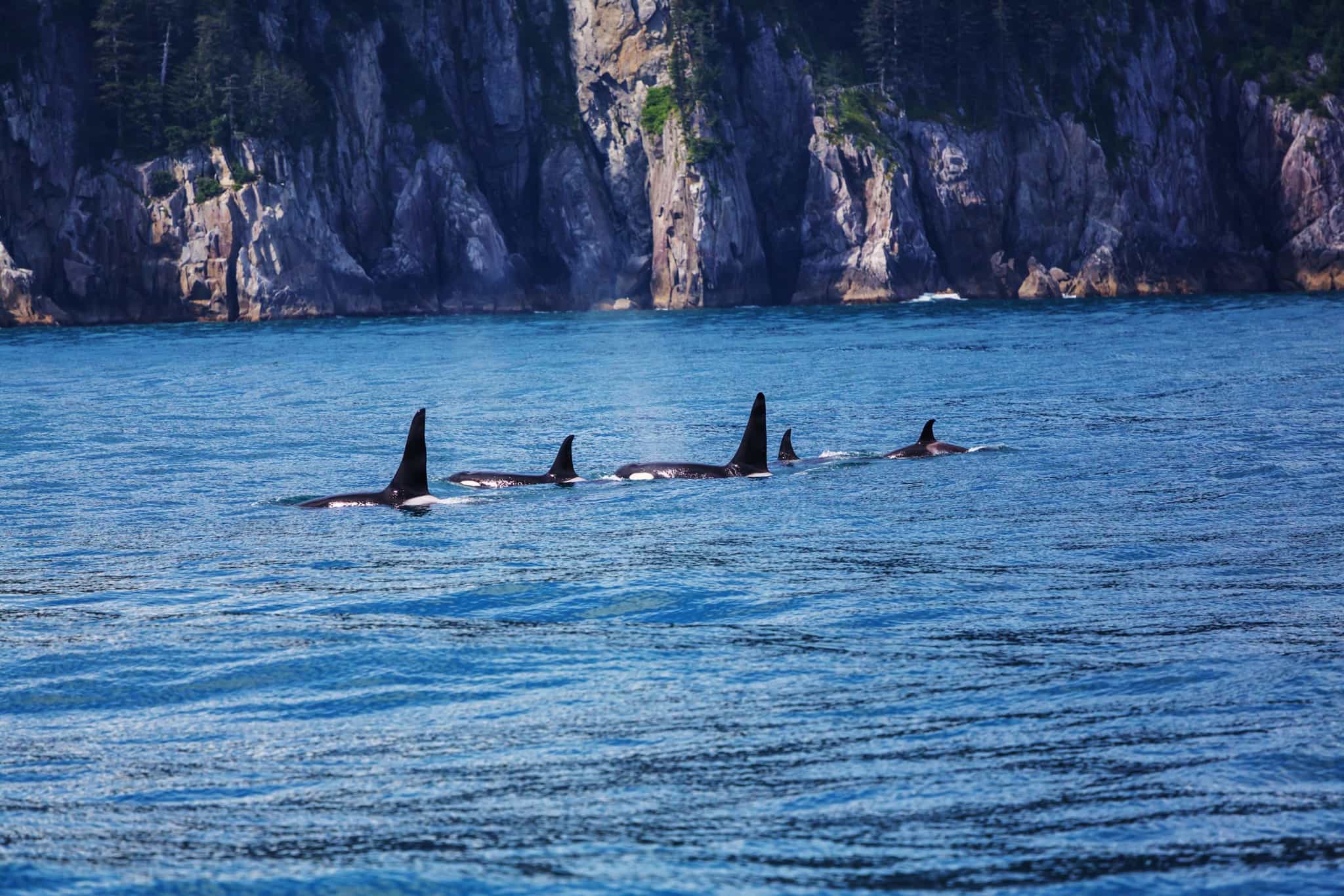 Orca, Alaska, USA