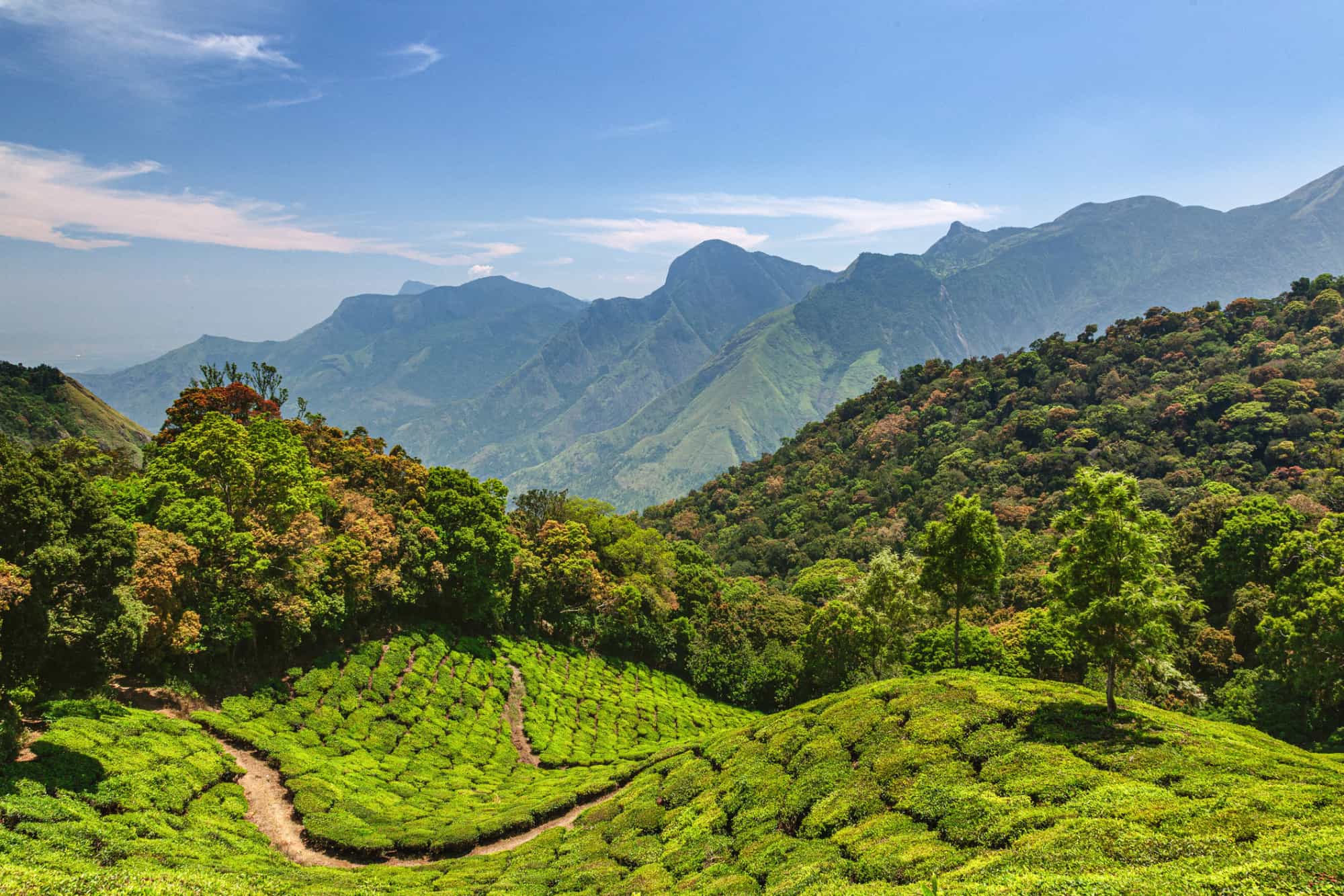 Western Ghats, Kerala, India. Photo: GettyImages-1824031093