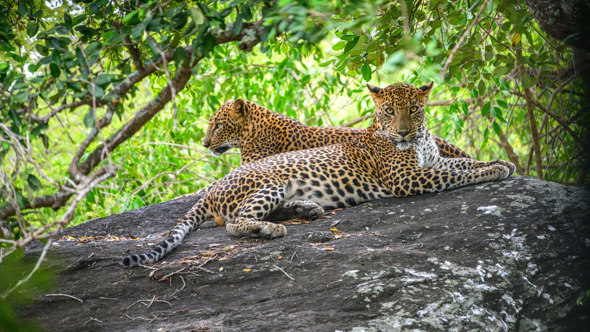 Premium: Safari to Shore Journey in Hidden Tanzania