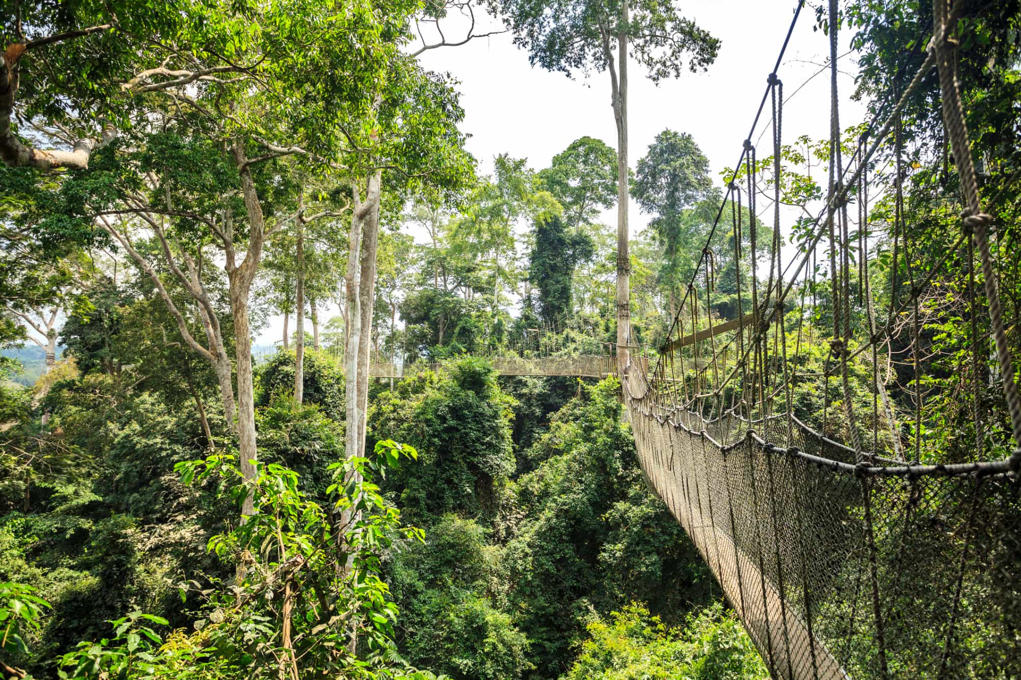 Kakum Canopy Walk. Photo: GettyImages-535280599