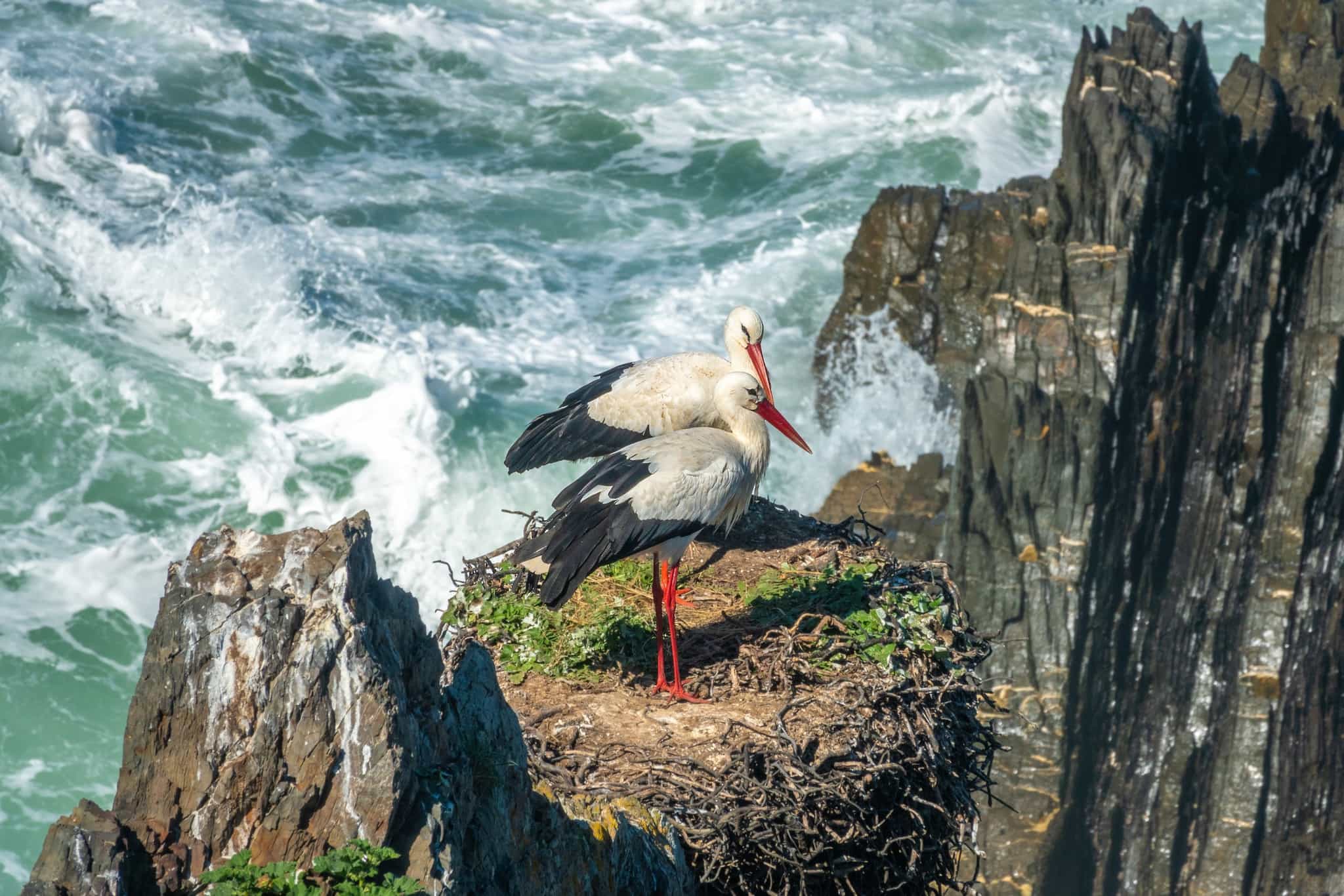 Storks along Portugal's coastal trails. Photo: Shutterstock 2428251739