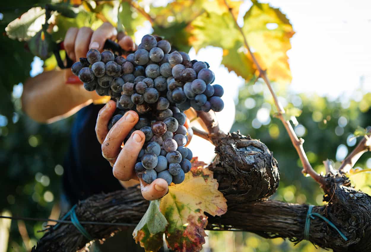 Hands harvesting grapes from the vine in Italy.