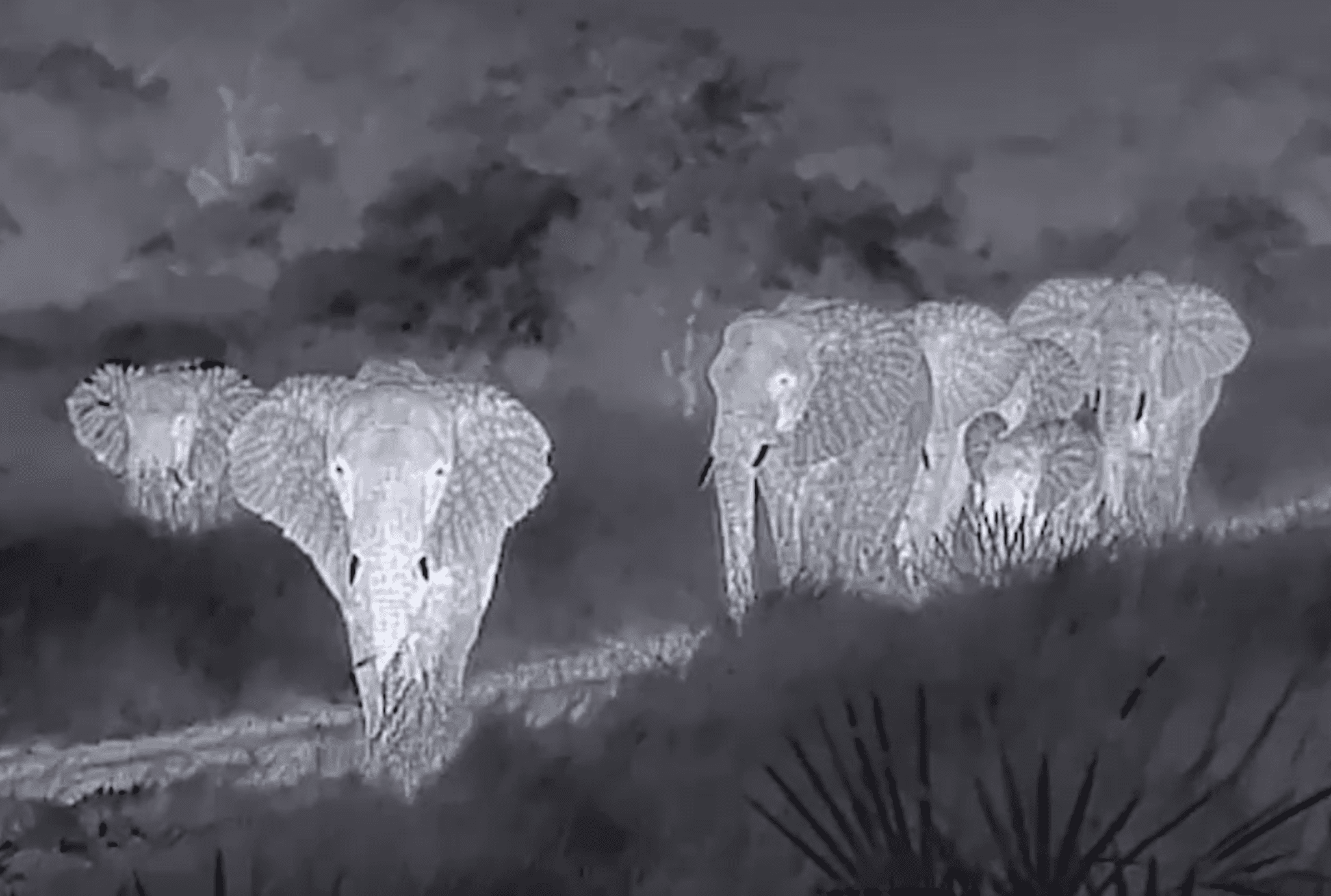 Elephants viewed through a thermal imaging scope in Saadani National Park, Tanzania.