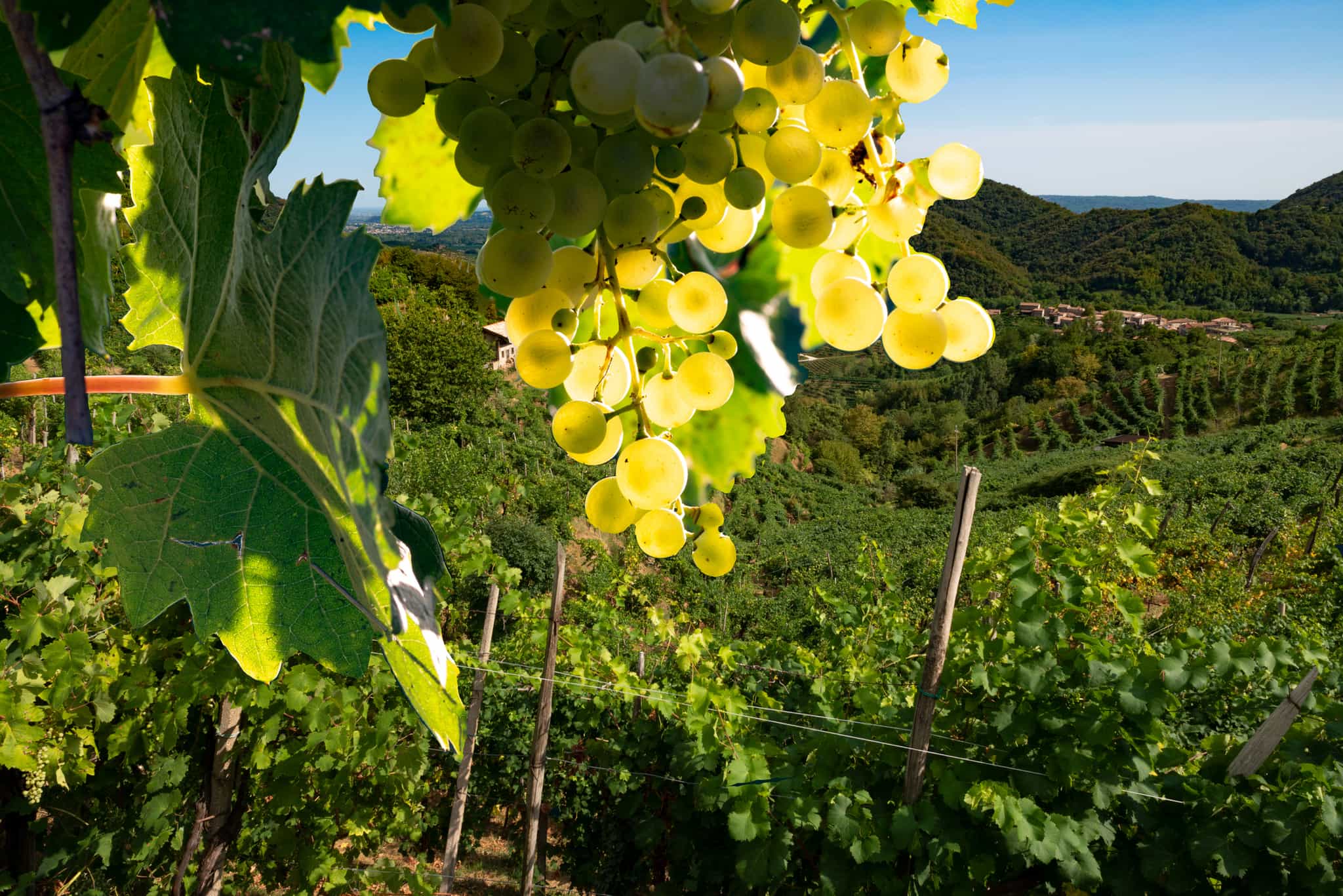 Prosecco Hills, Italy. Photo: GettyImages-1477410817