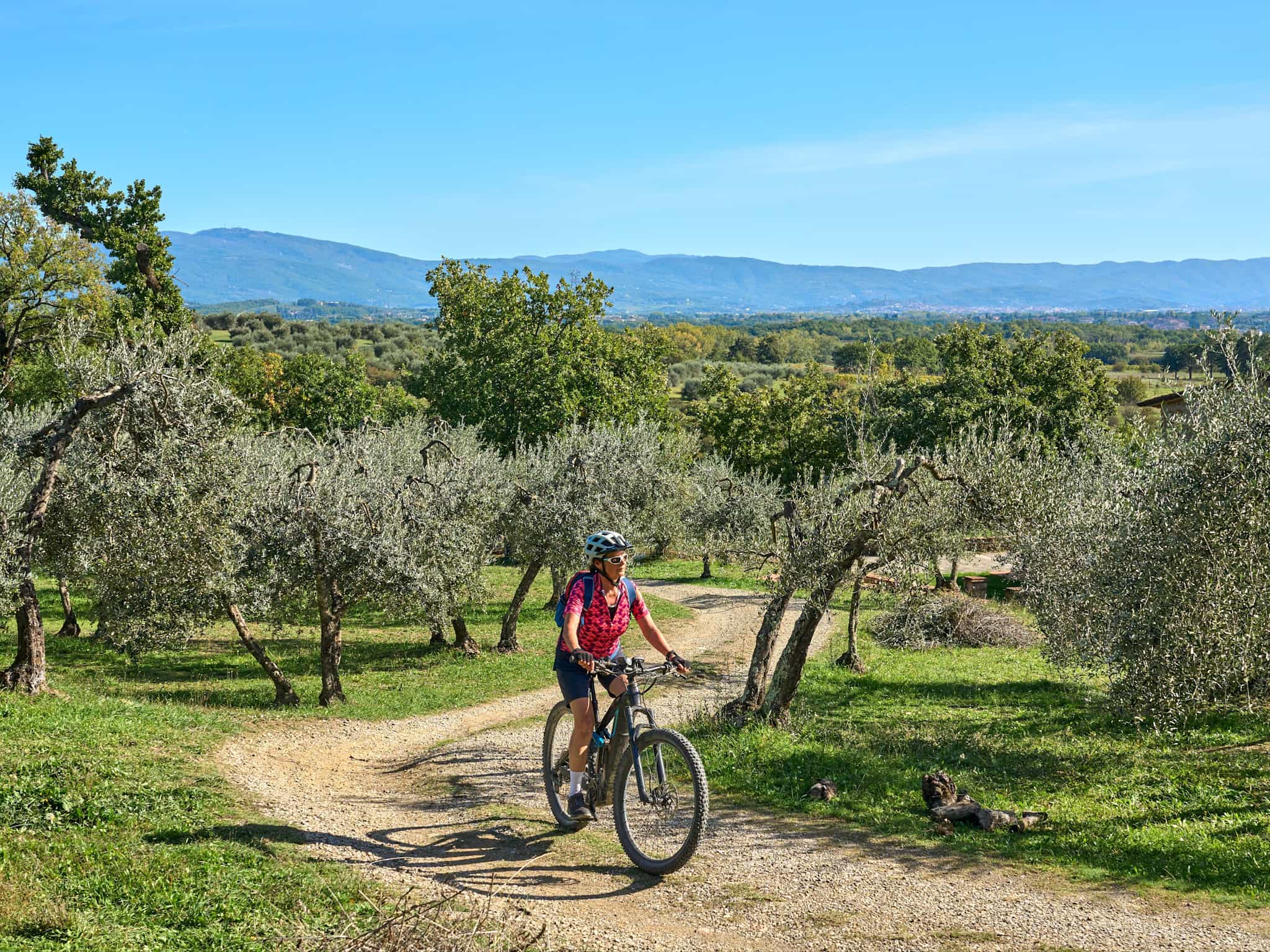 Woman cycling among olive trees in Tuscany's countryside, Italy.
