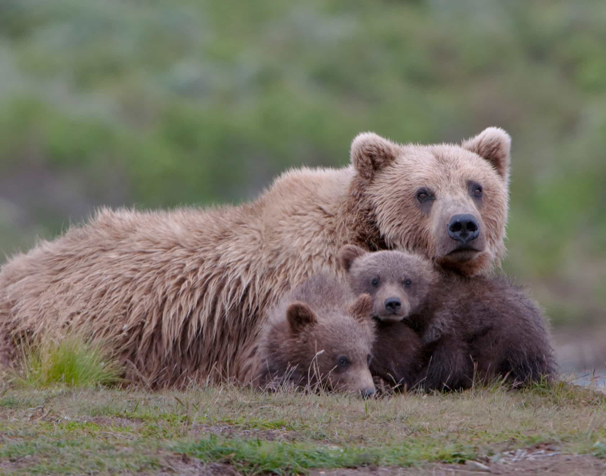Bears, Denali, Alaska