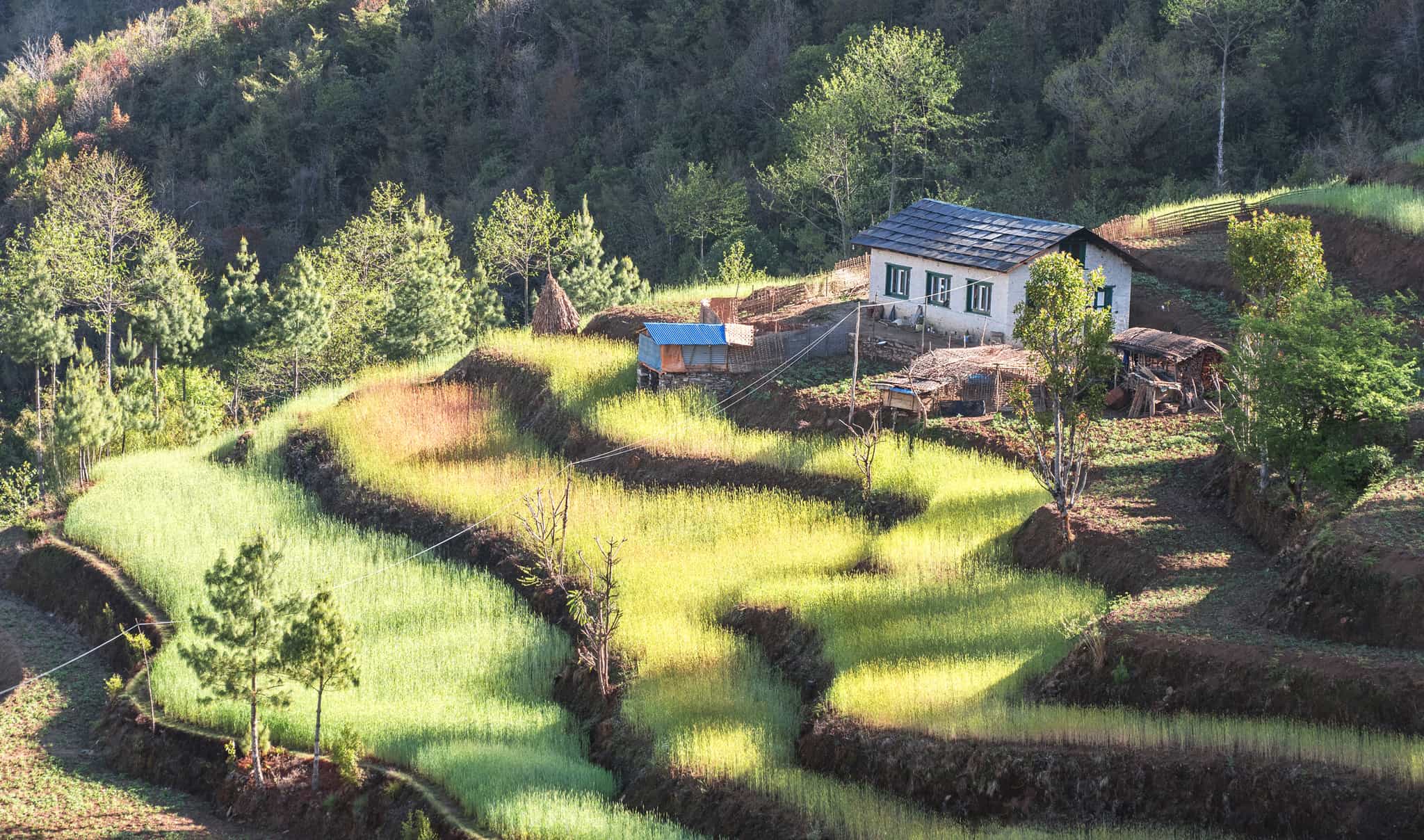 Agricultural terraces in the Himalayas, Nepal