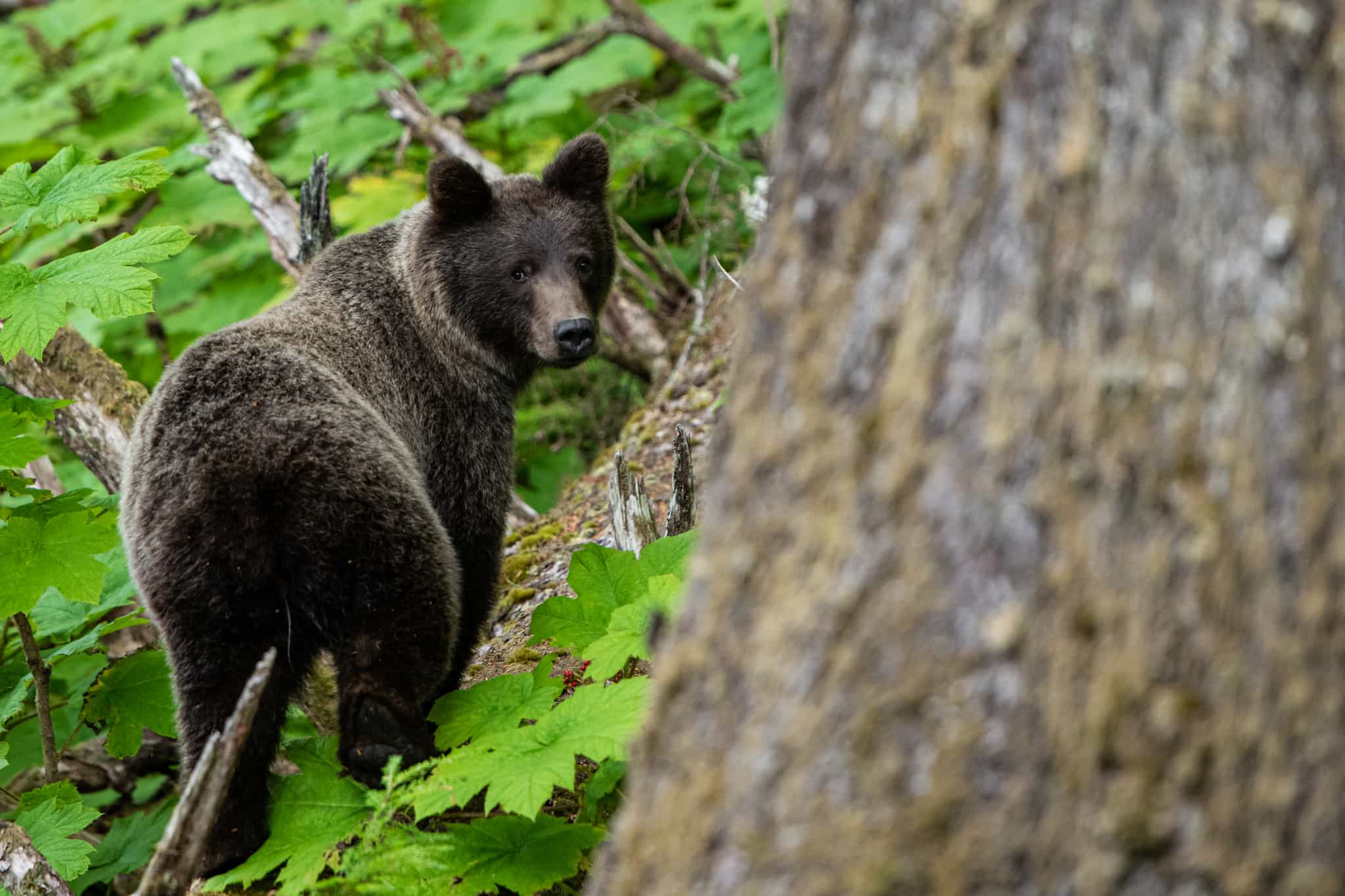 Black bear, Yukon, Canada
