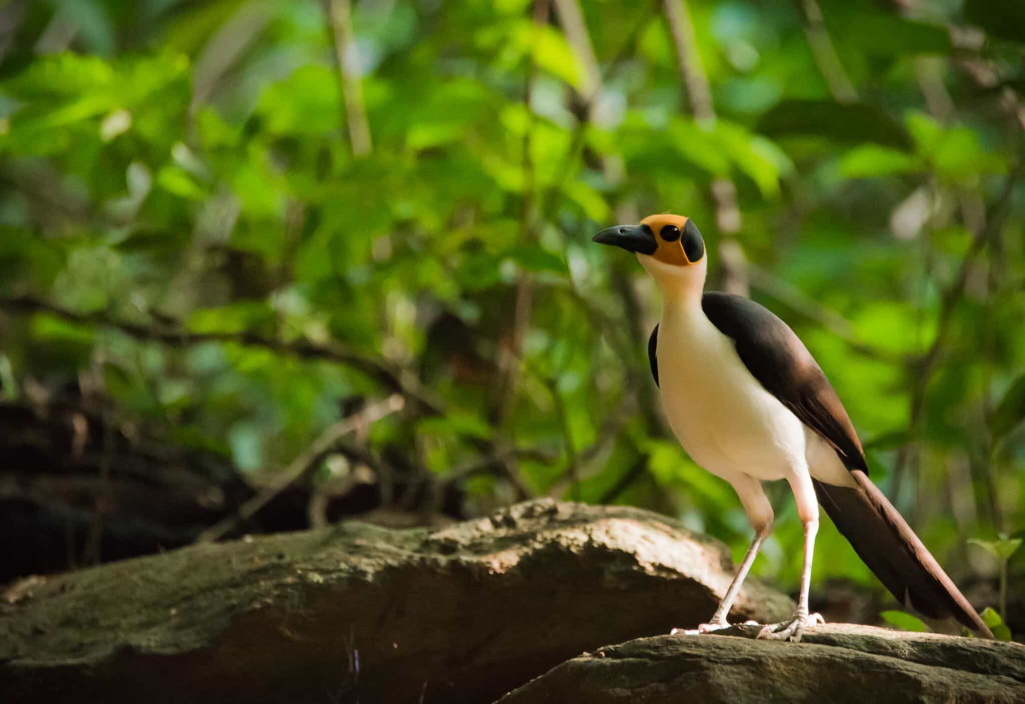 Yellow-headed Picathartes in Ghana. Photo: Host/Lucas Lombardo