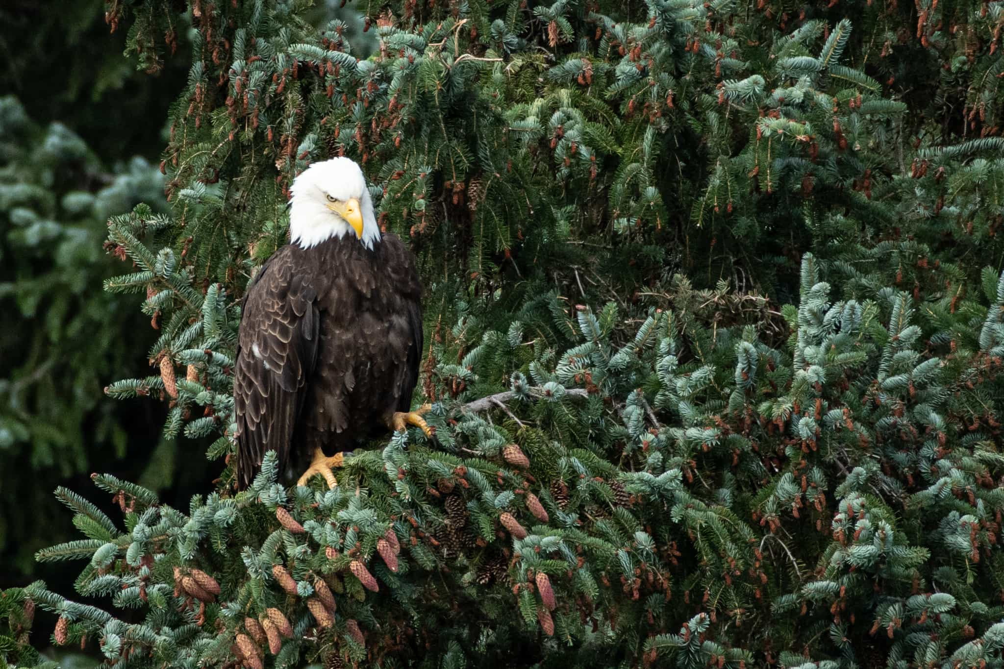 Golden Eagle, Yukon, Canada