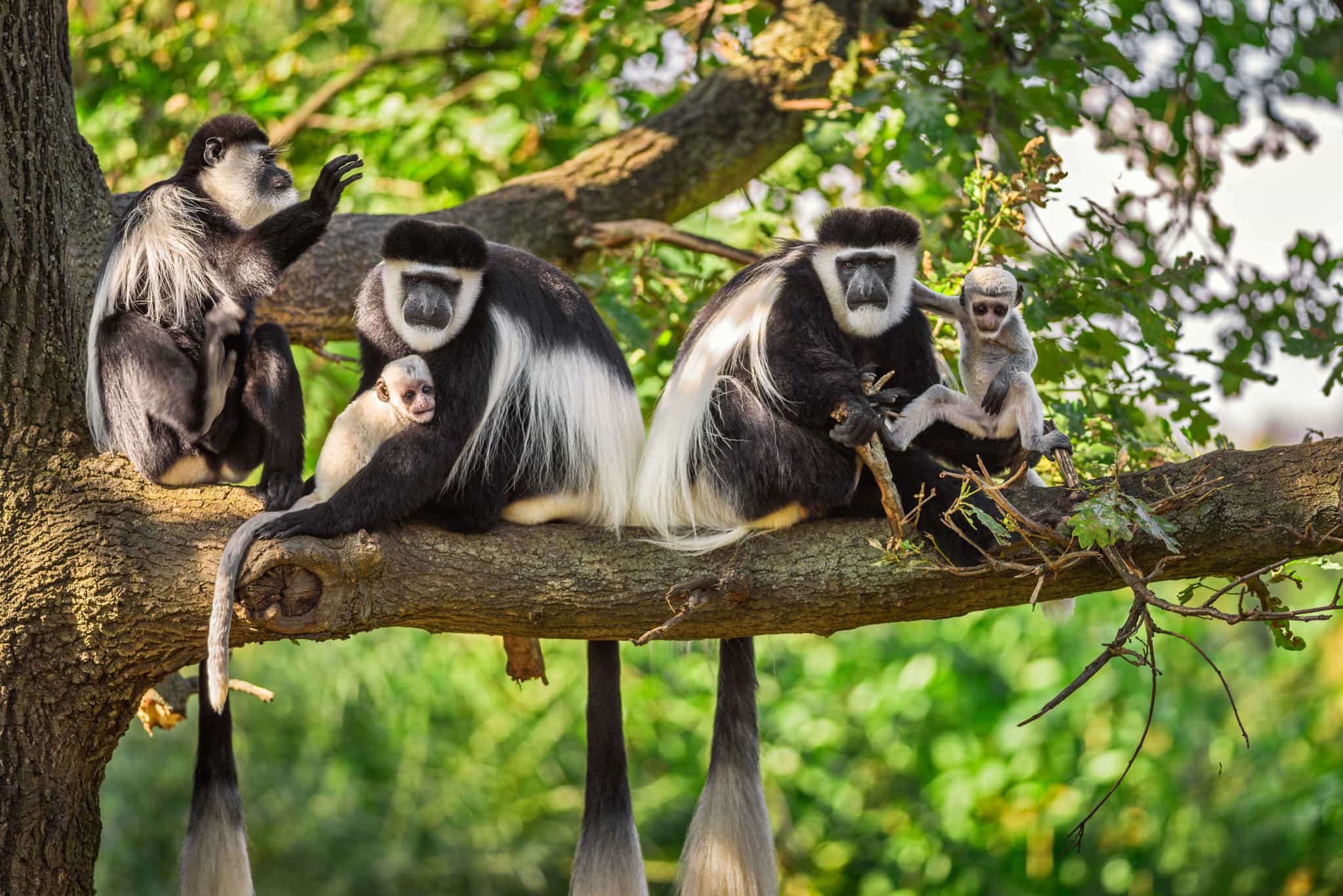 Colobus Monkey family. Photo: GettyImages-503001896
