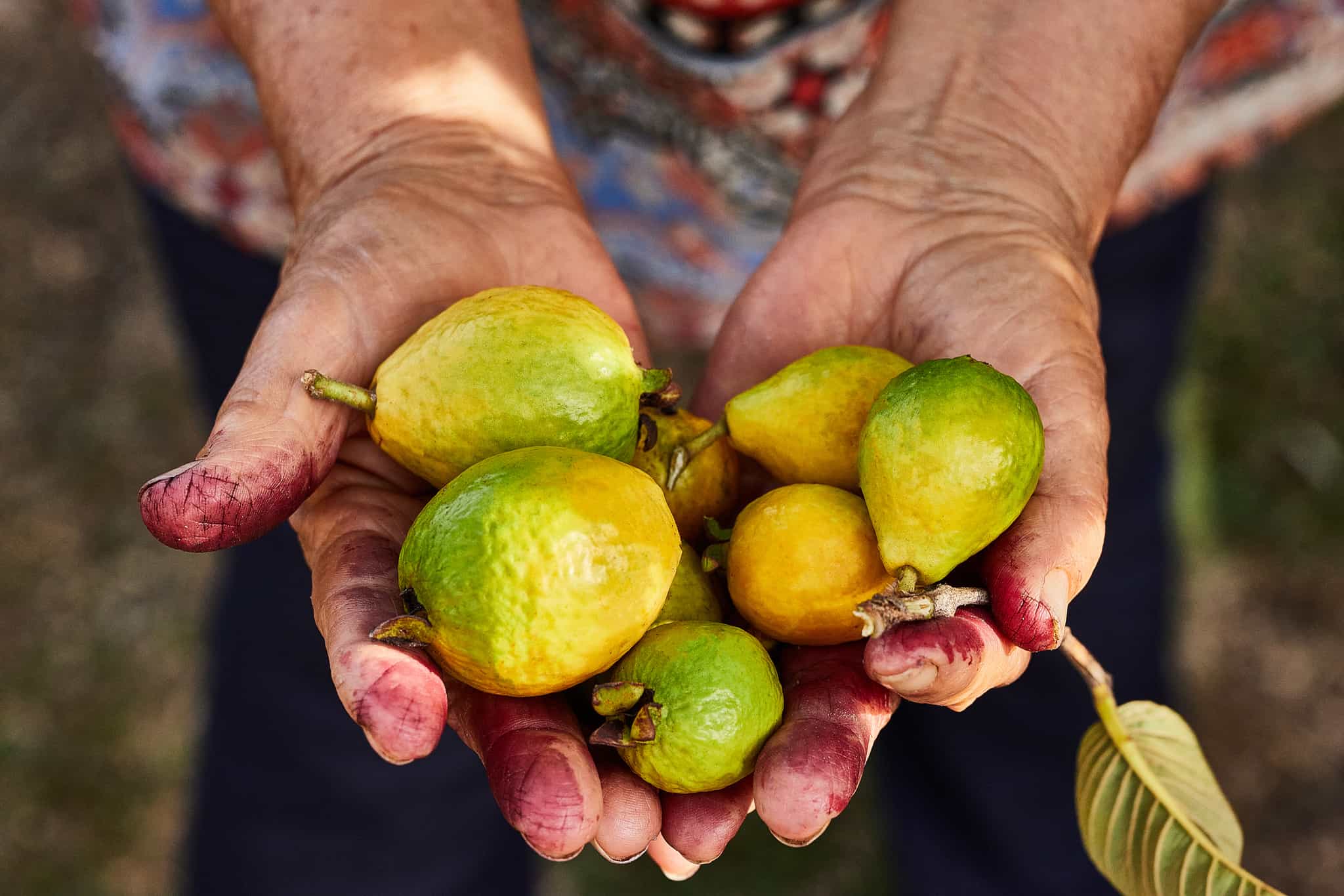 Costa Rica Farmer. Photo: GettyImages-1491821795