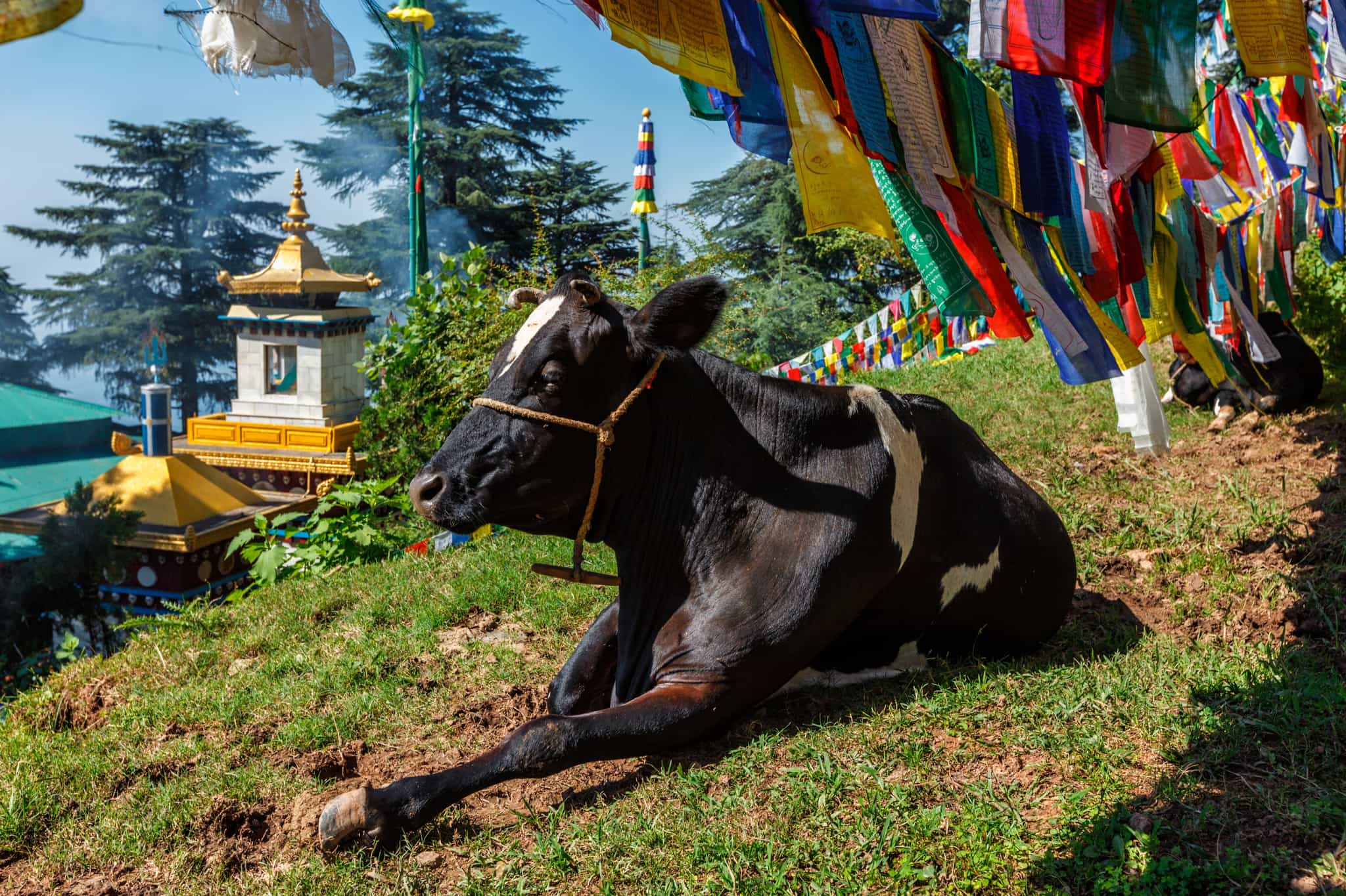 Cow under buddhist prayer flays - Tsuglagkhang Complex, Mcelod Ganj, India. Photo:GettyImages-1386843986