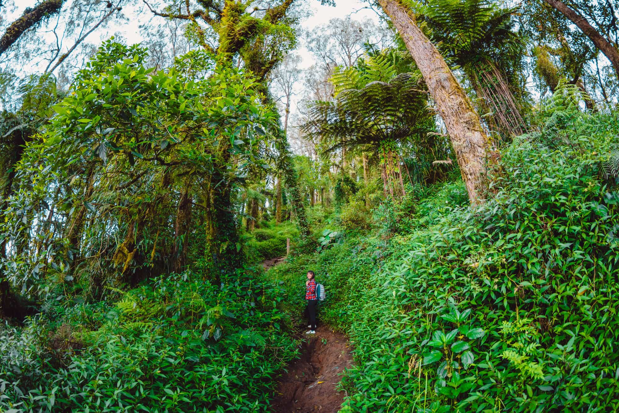 Female hiker on a jungle trail in Bali, Indonesia. Photo: Getty - 1624986241