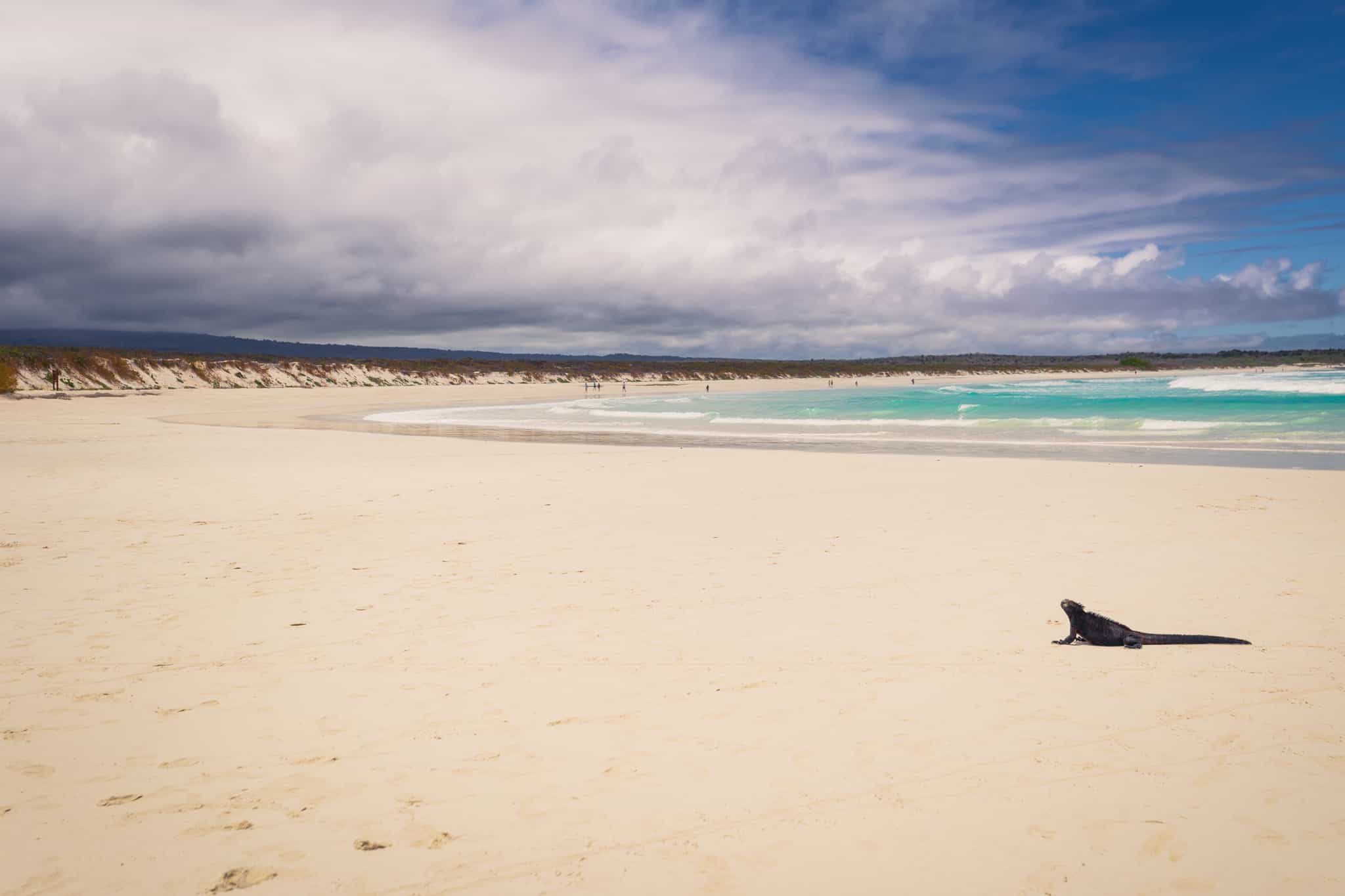 A lone marine iguana sun bathes on the white sands of Tortuga Bay on Isla Isabela in the Galapagos Islands.