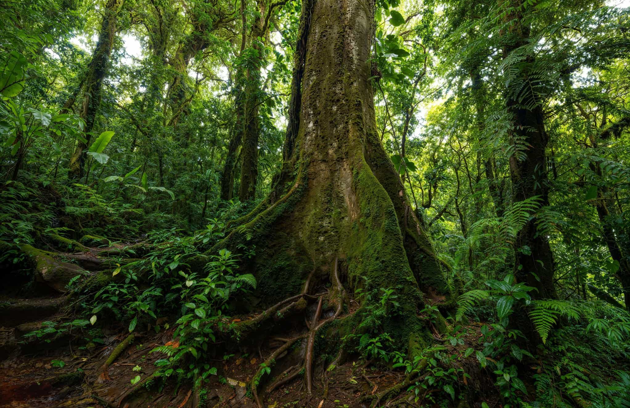 Green vegetation and large tree roots in a tropical jungle.