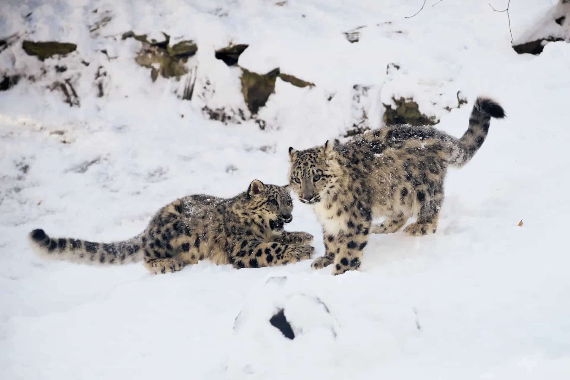 Two young snow leopards play in a snowy landscape