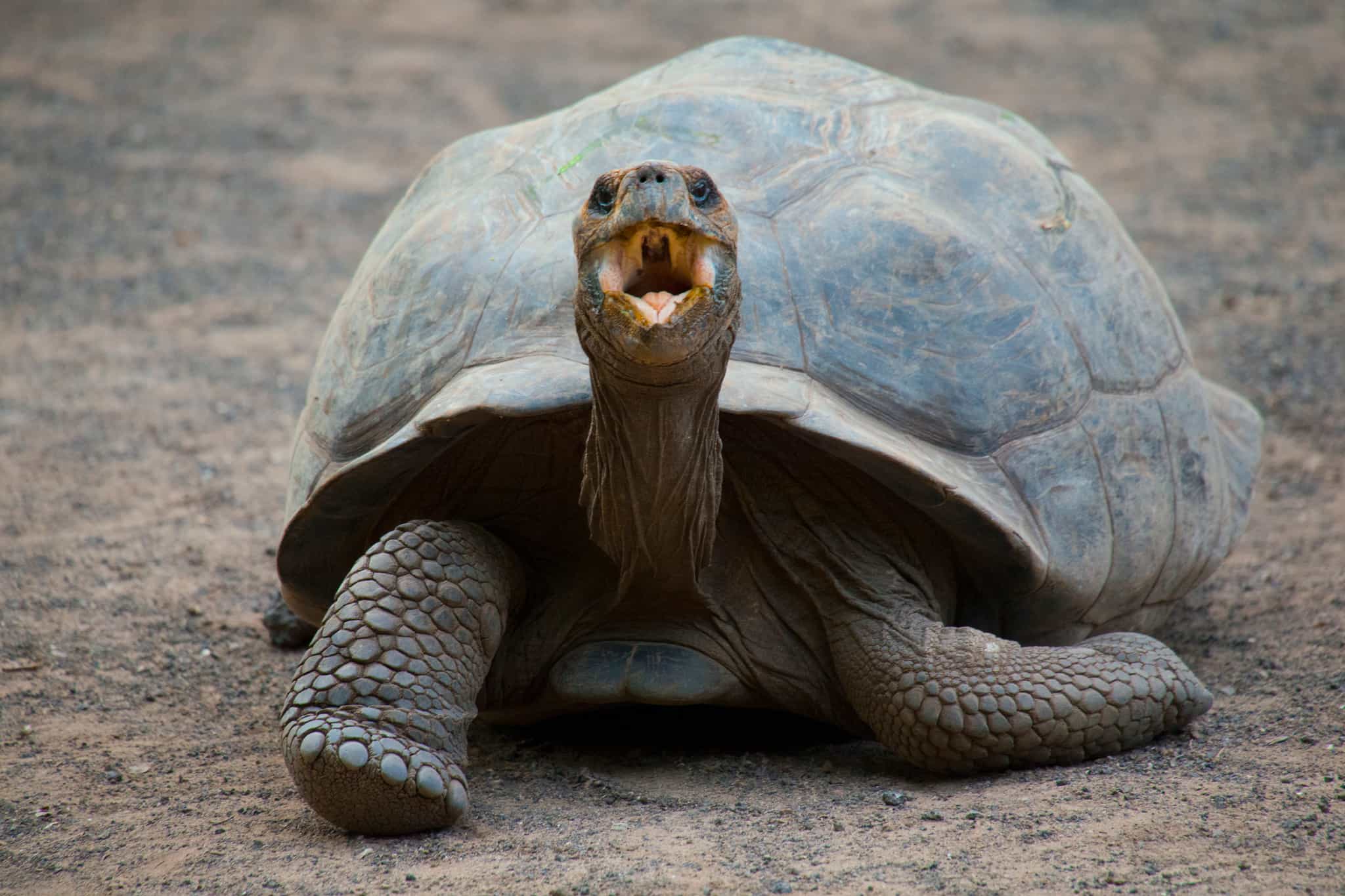 A close up of a giant tortoise in the Galapagos Islands.
