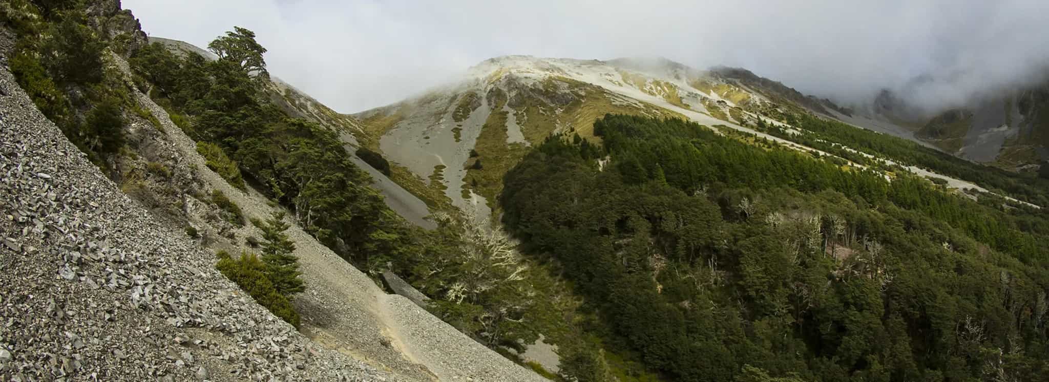 Craigieburn Forest NZ