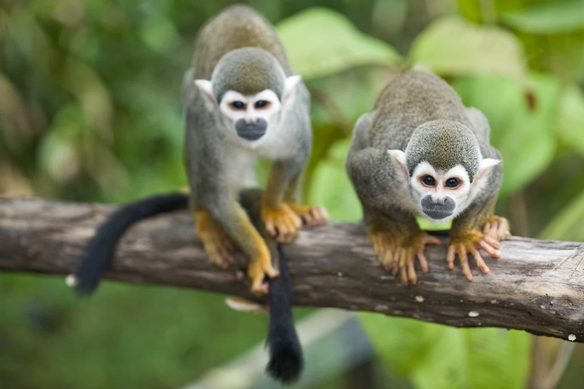 Two monkeys play on a branch in the Amazon.