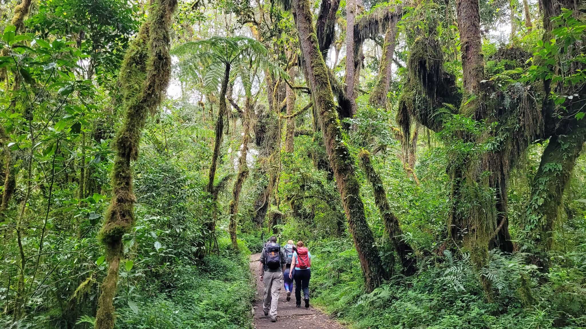 To Machame Camp, Kilimanjaro, Tanzania. Photo: Kirsty Holmes/Much Better Adventures